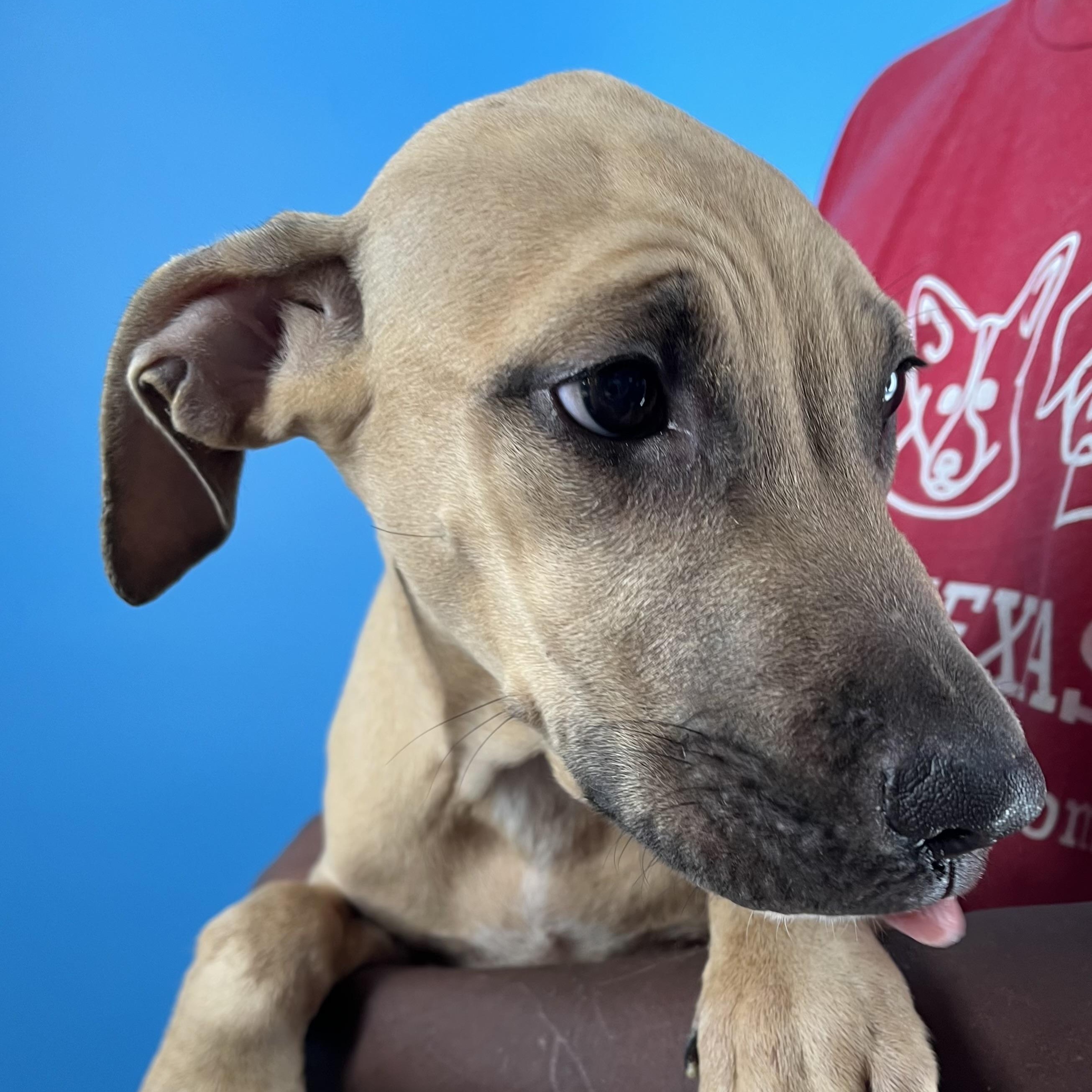 Lindee - Local Jan 11, a Adoptable mixed breed in Westerly, RI image 4/6