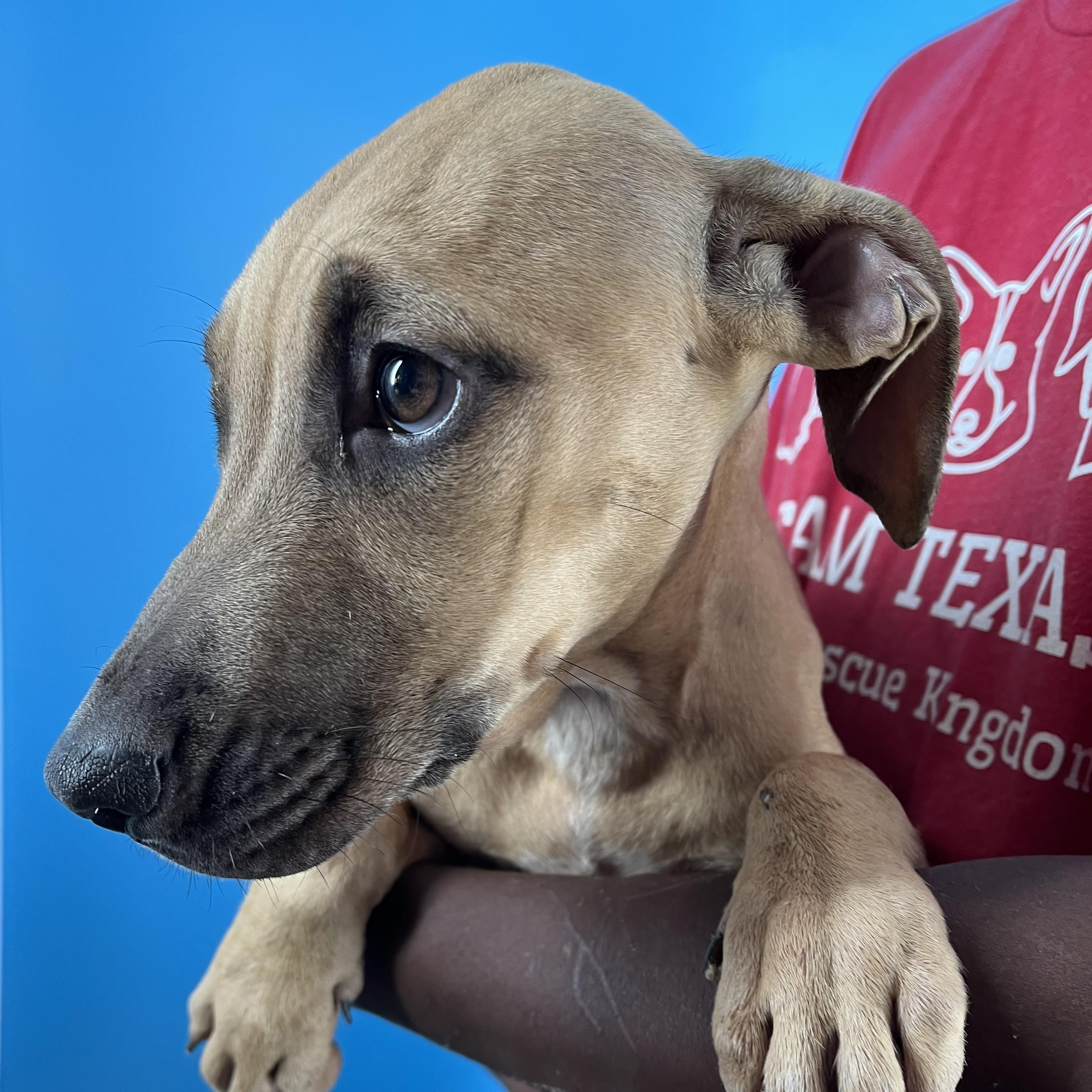 Lindee - Local Jan 11, a Adoptable mixed breed in Westerly, RI image 5/6