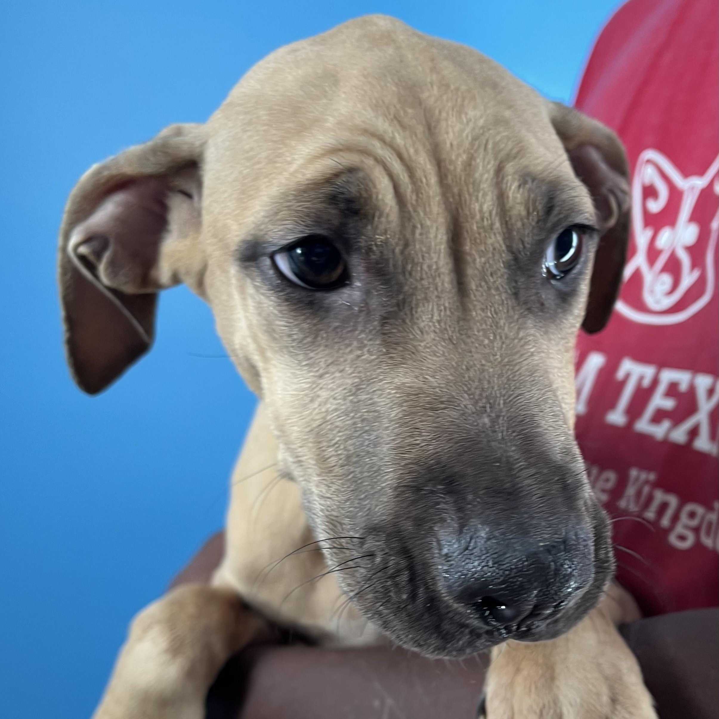Lindee - Local Jan 11, a Adoptable mixed breed in Westerly, RI image 3/6
