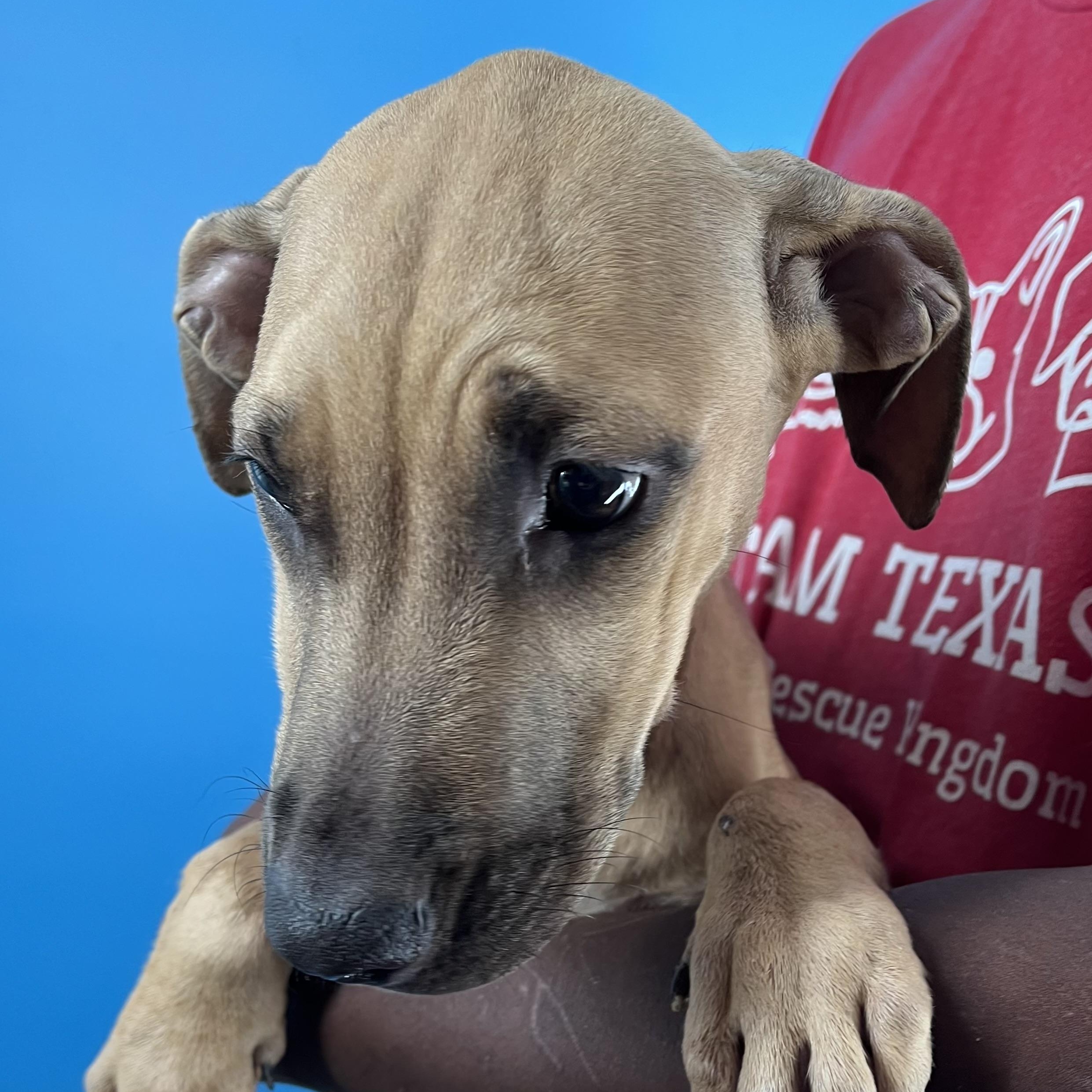 Lindee - Local Jan 11, a Adoptable mixed breed in Westerly, RI image 2/6