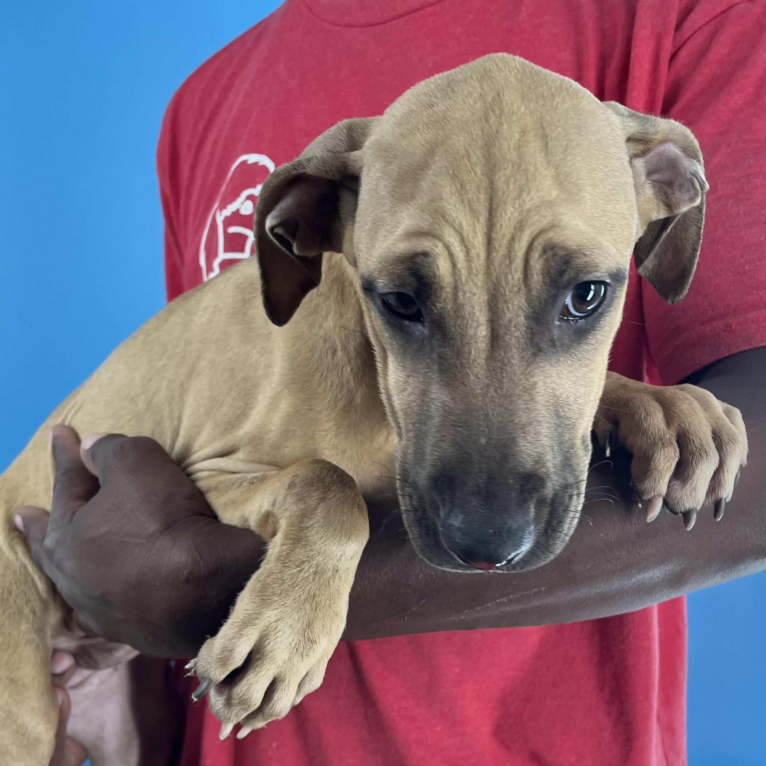 Lindee - Local Jan 11, a Adoptable mixed breed in Westerly, RI image 6/6