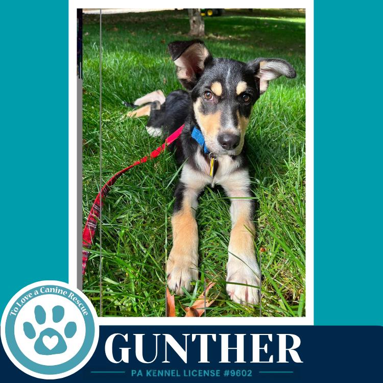 Gunther (Prost Pups) 100326 photo
