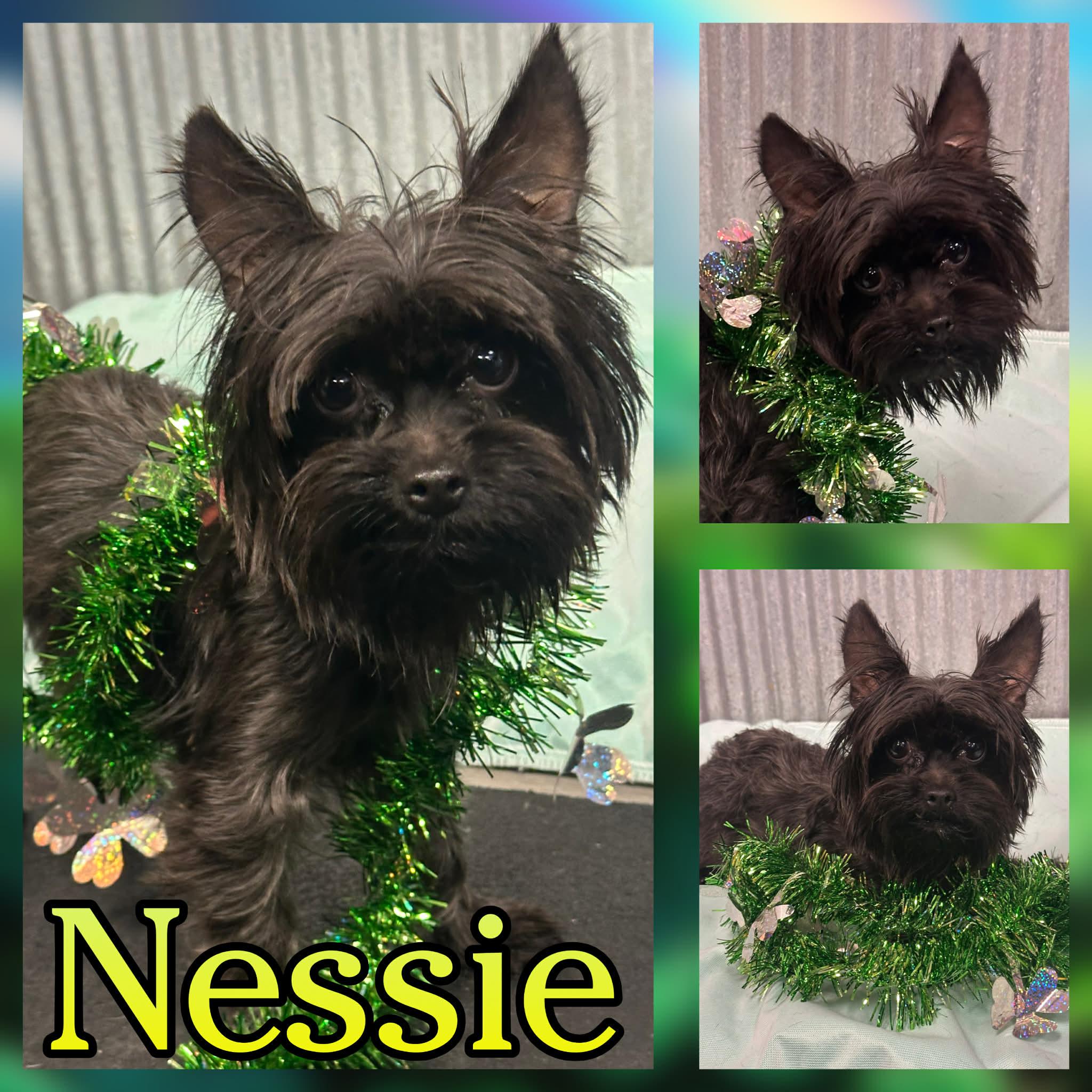 Enlarge Nessie, an adopted mixed breed in Hatfield, PA image 1/1