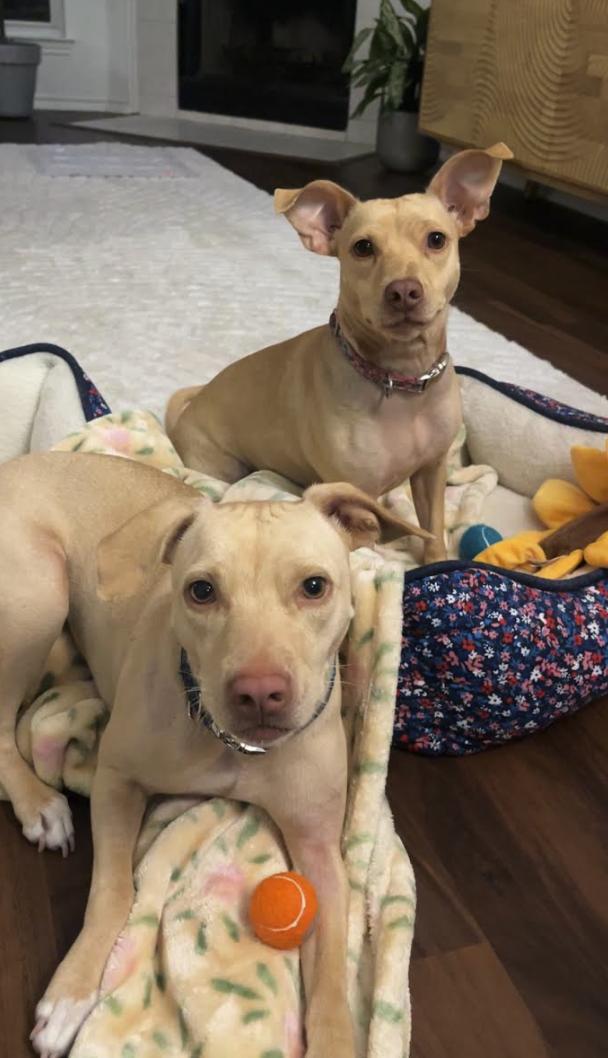 Enlarge Tika & Sizzy, a Adoptable mixed breed in Pflugerville, TX image 2/4
