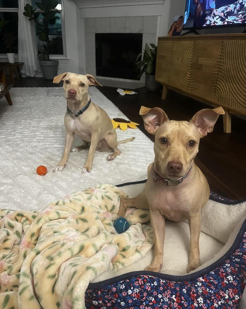 Tika & Sizzy, Adoptable, Young Female Chihuahua.
