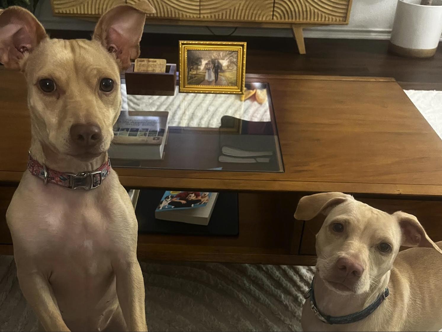 Enlarge Tika & Sizzy, a Adoptable mixed breed in Pflugerville, TX image 4/4