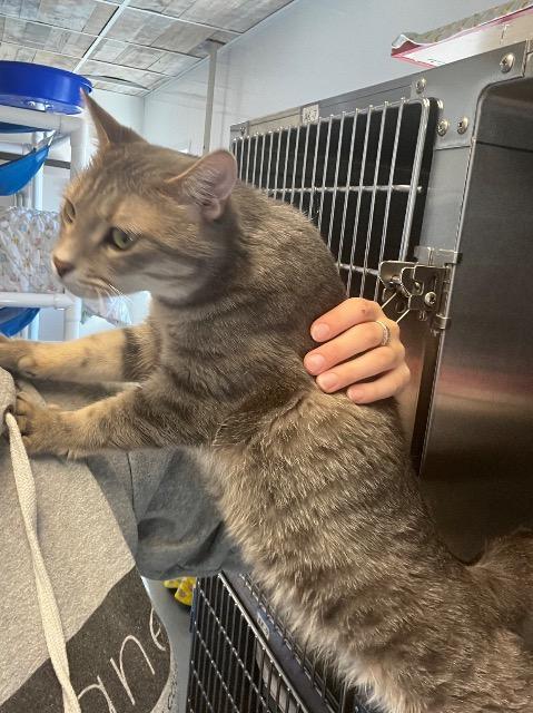 Linus, Adopted, Young Male Domestic Short Hair.