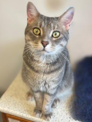 Enlarge Linus, a Adopted mixed breed in Barron, WI image 2/6