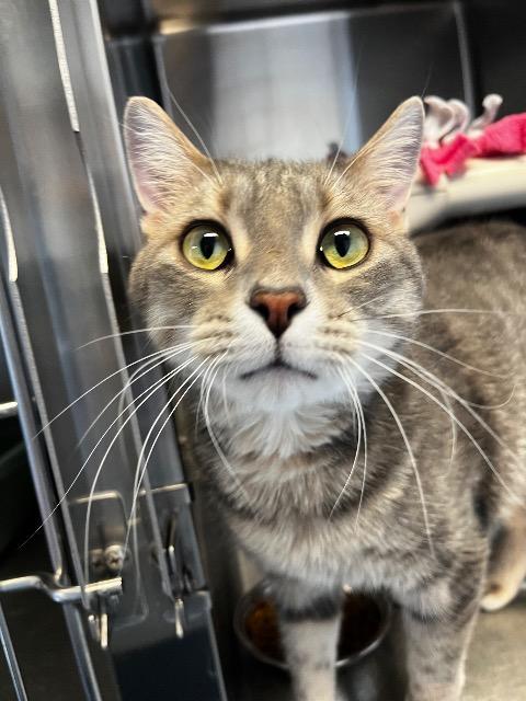 Enlarge Linus, a Adopted mixed breed in Barron, WI image 3/6