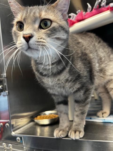 Enlarge Linus, a Adopted mixed breed in Barron, WI image 4/6