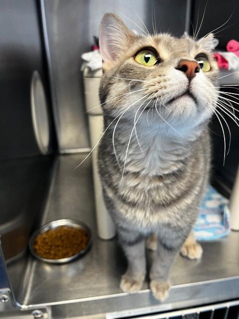 Enlarge Linus, a Adopted mixed breed in Barron, WI image 5/6