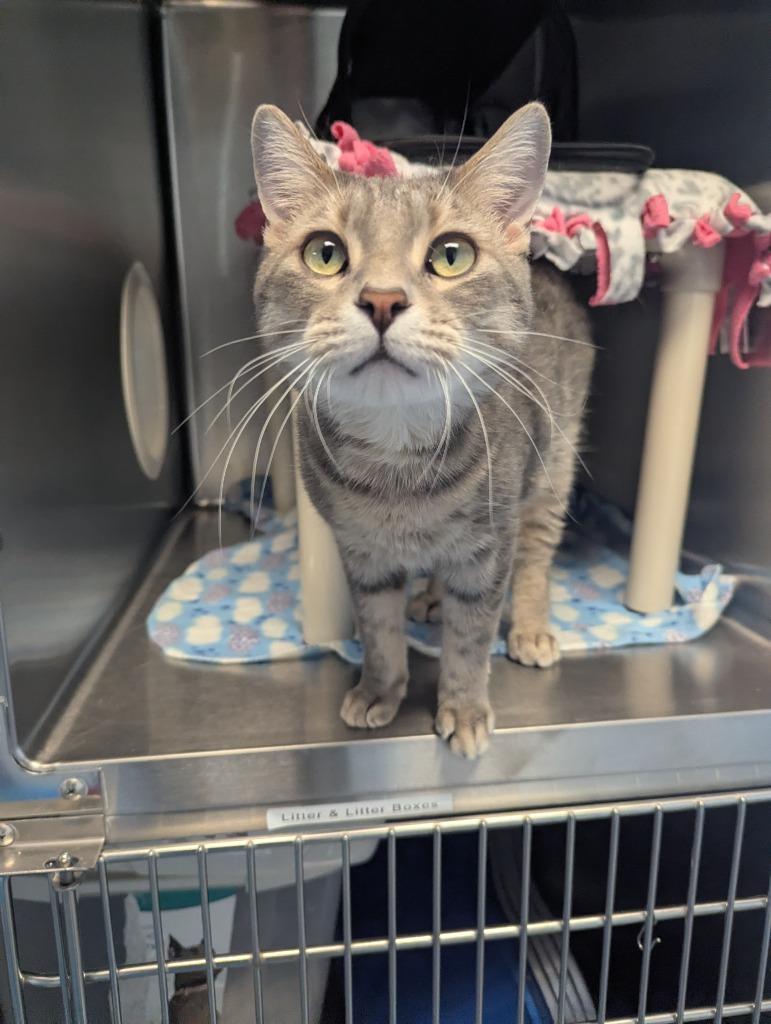 Enlarge Linus, a Adopted mixed breed in Barron, WI image 6/6