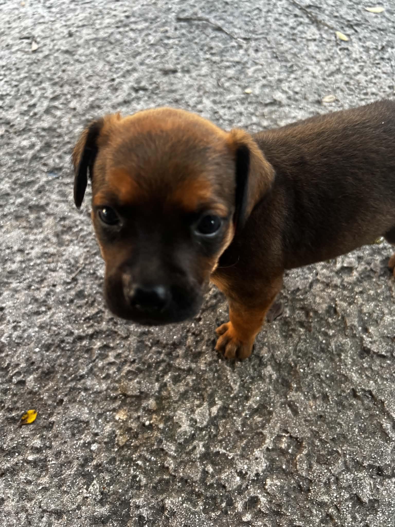 Layla, Adoptable, Puppy Female Black Mouth Cur.