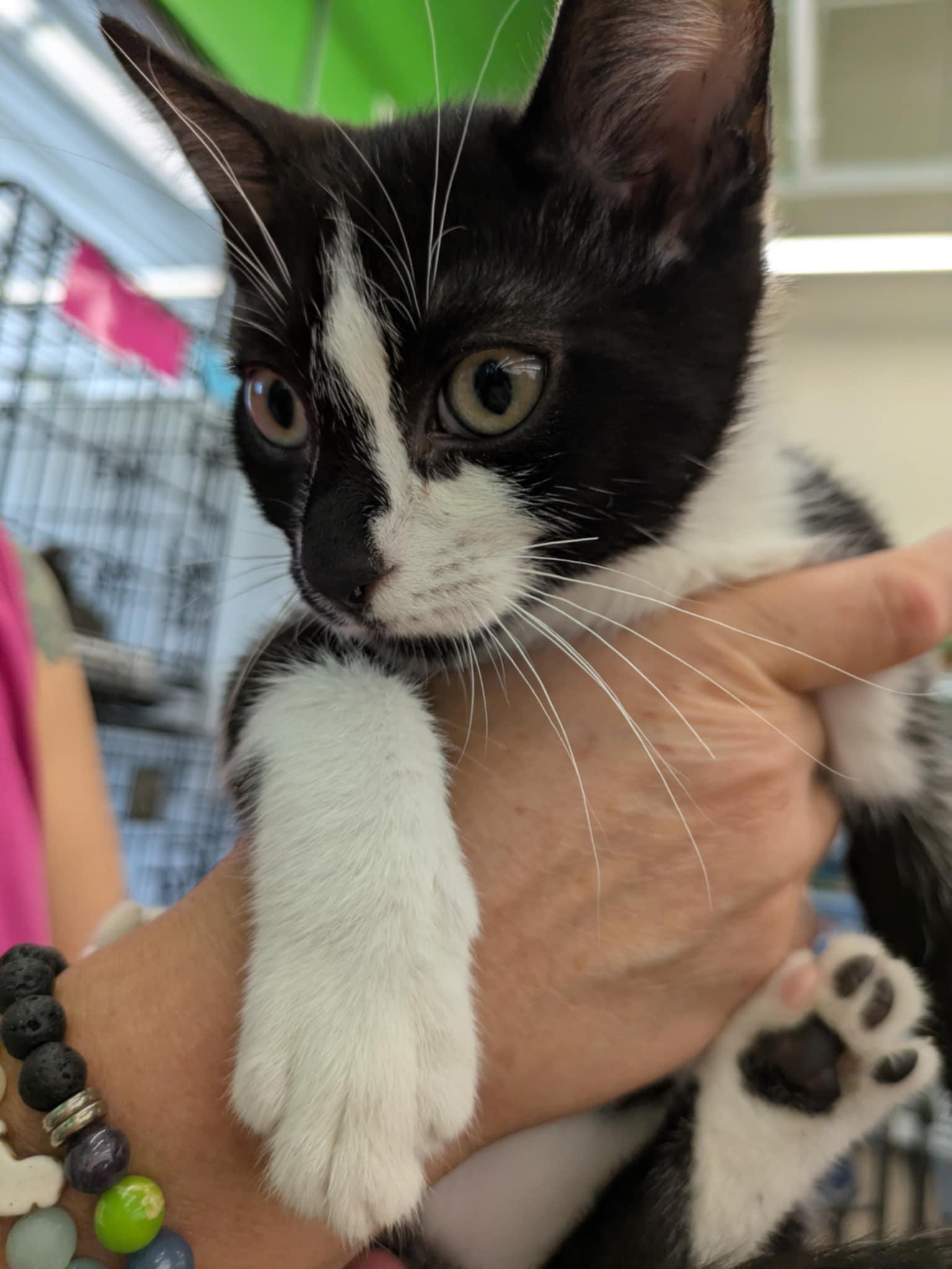 Oreo