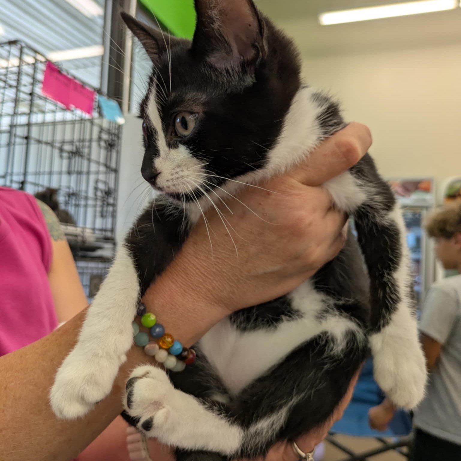 Oreo