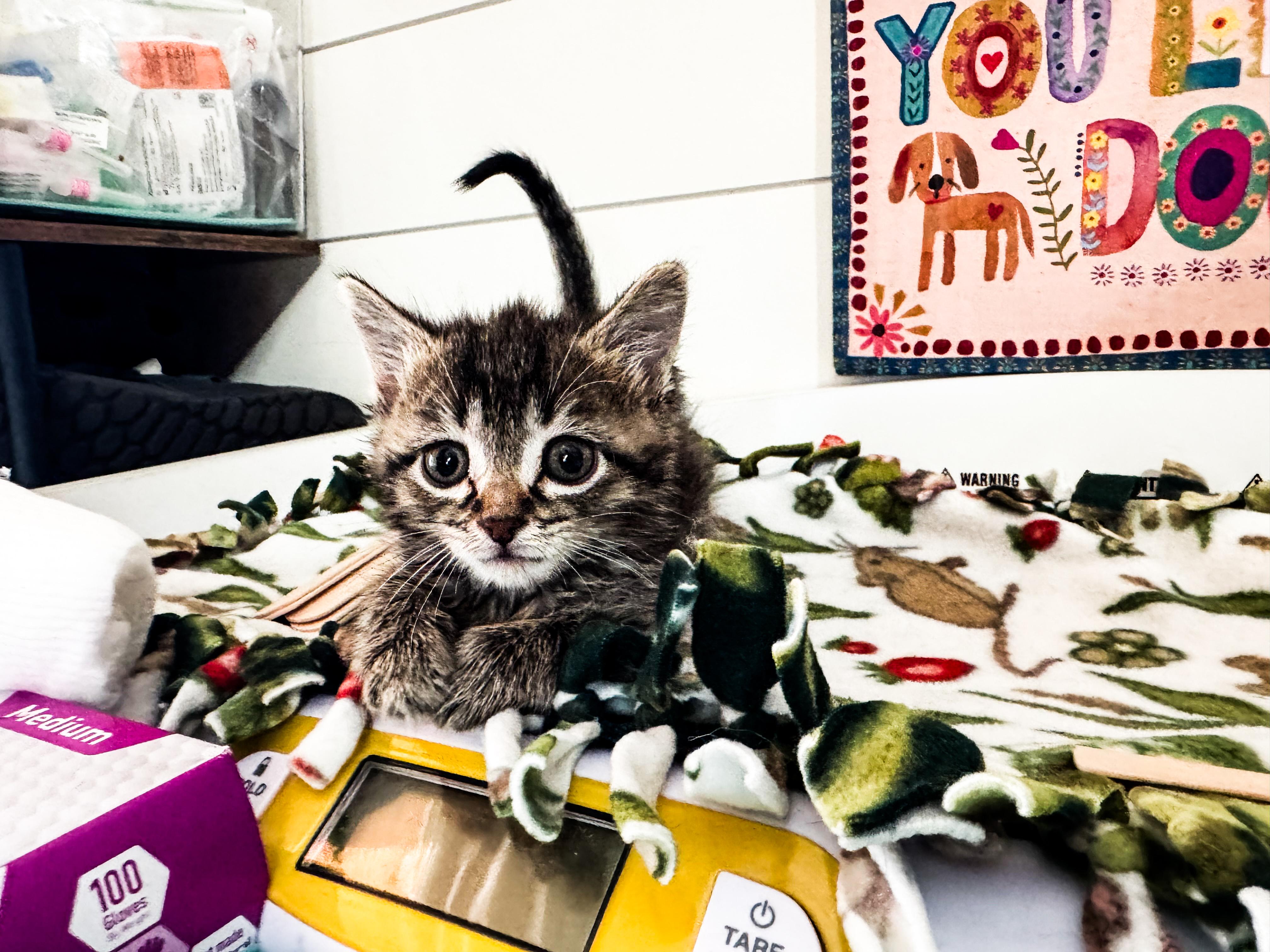 Jambalaya (Jam Jam), adopted, Young Female Domestic Short Hair.