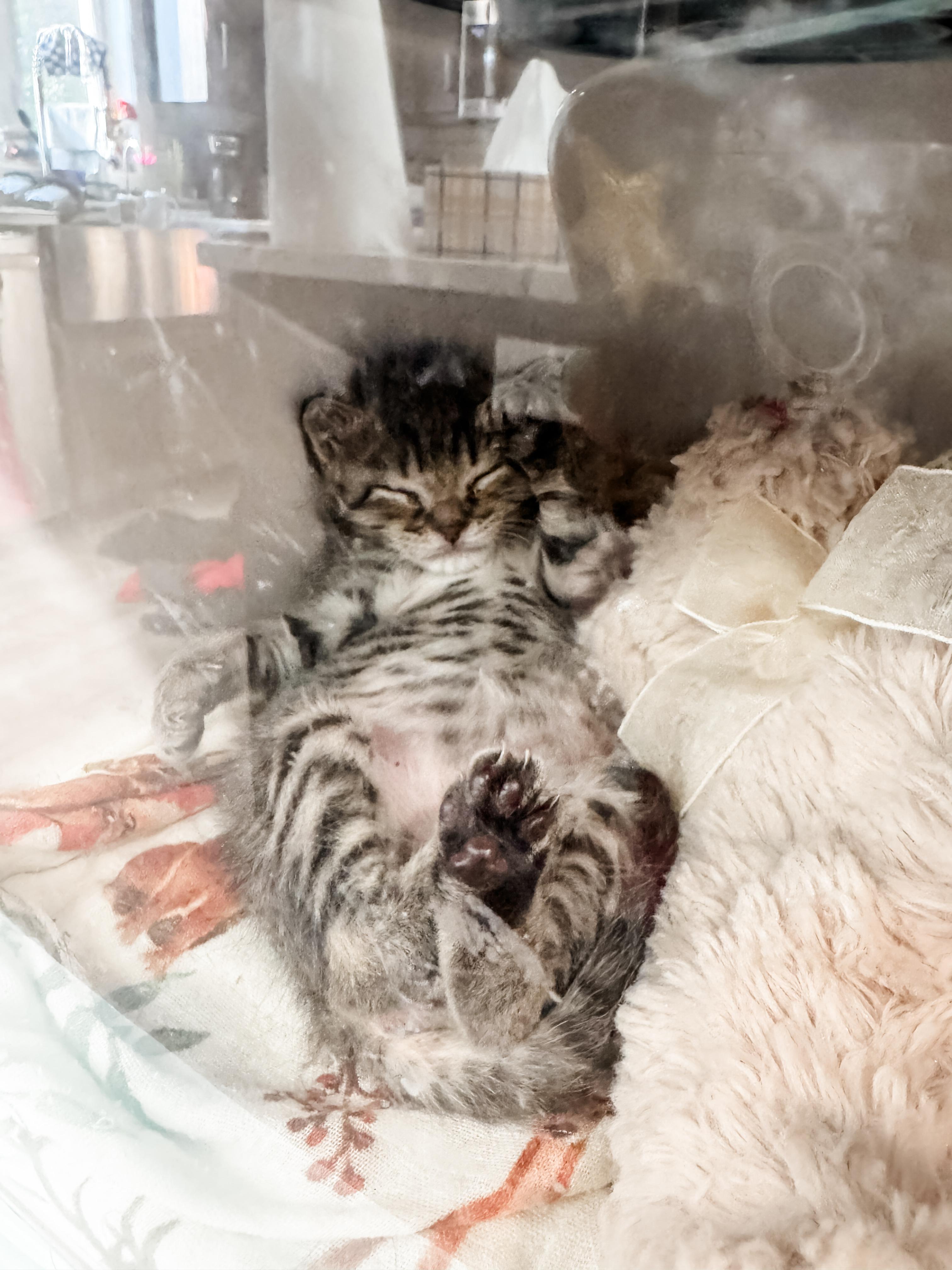 Enlarge Jambalaya (Jam Jam), an adopted Domestic Short Hair in Sartell, MN image 2/2