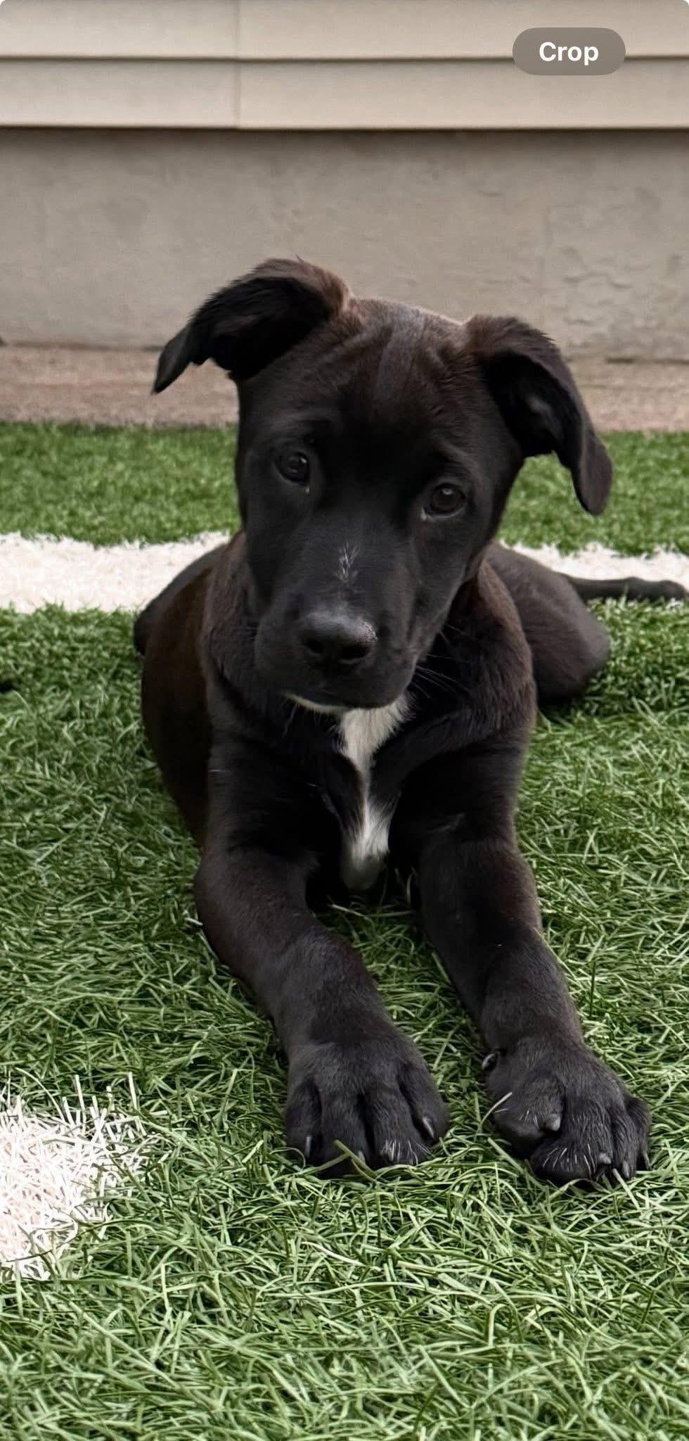 Oscar