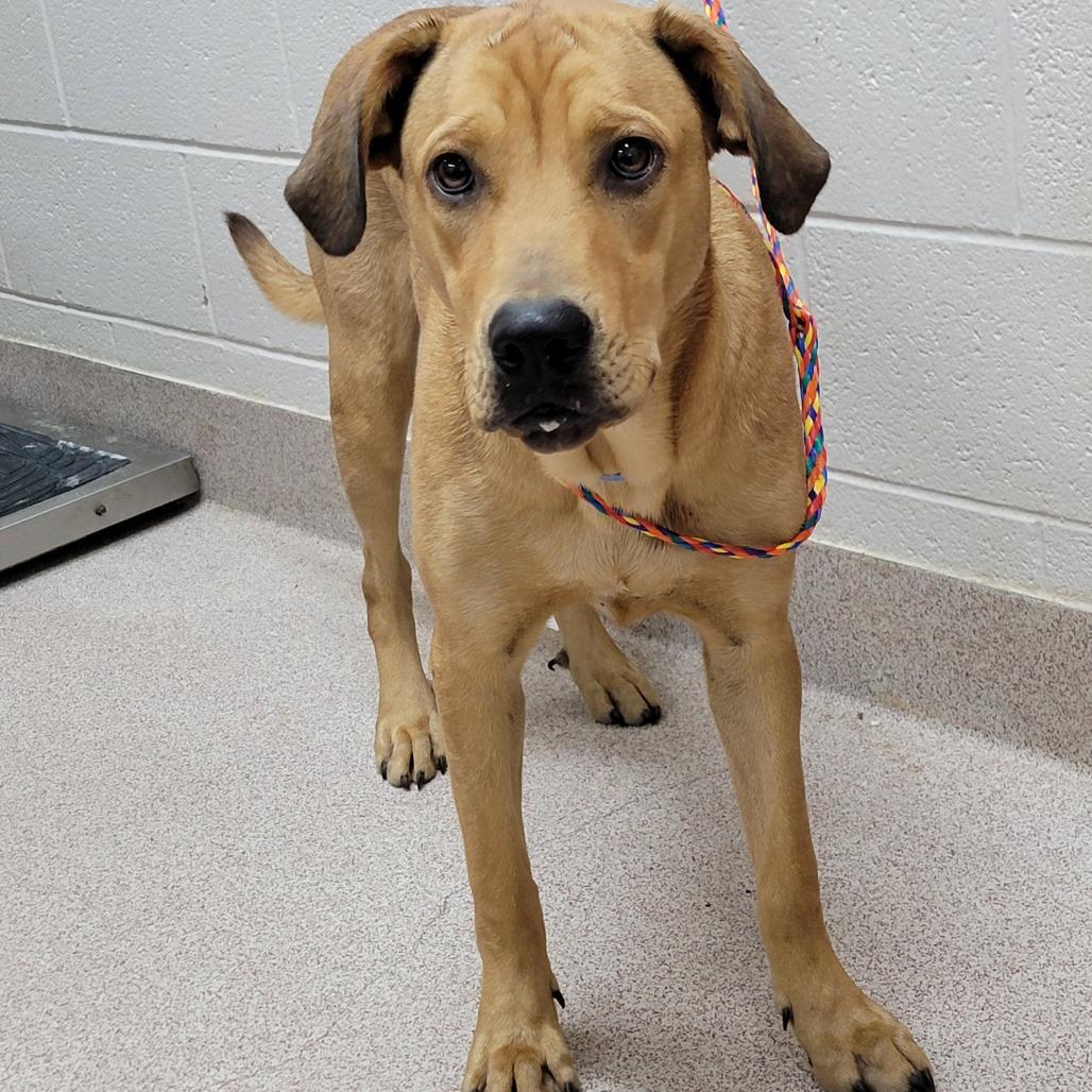 Kramer, Adoptable, Young Male Mixed Breed.