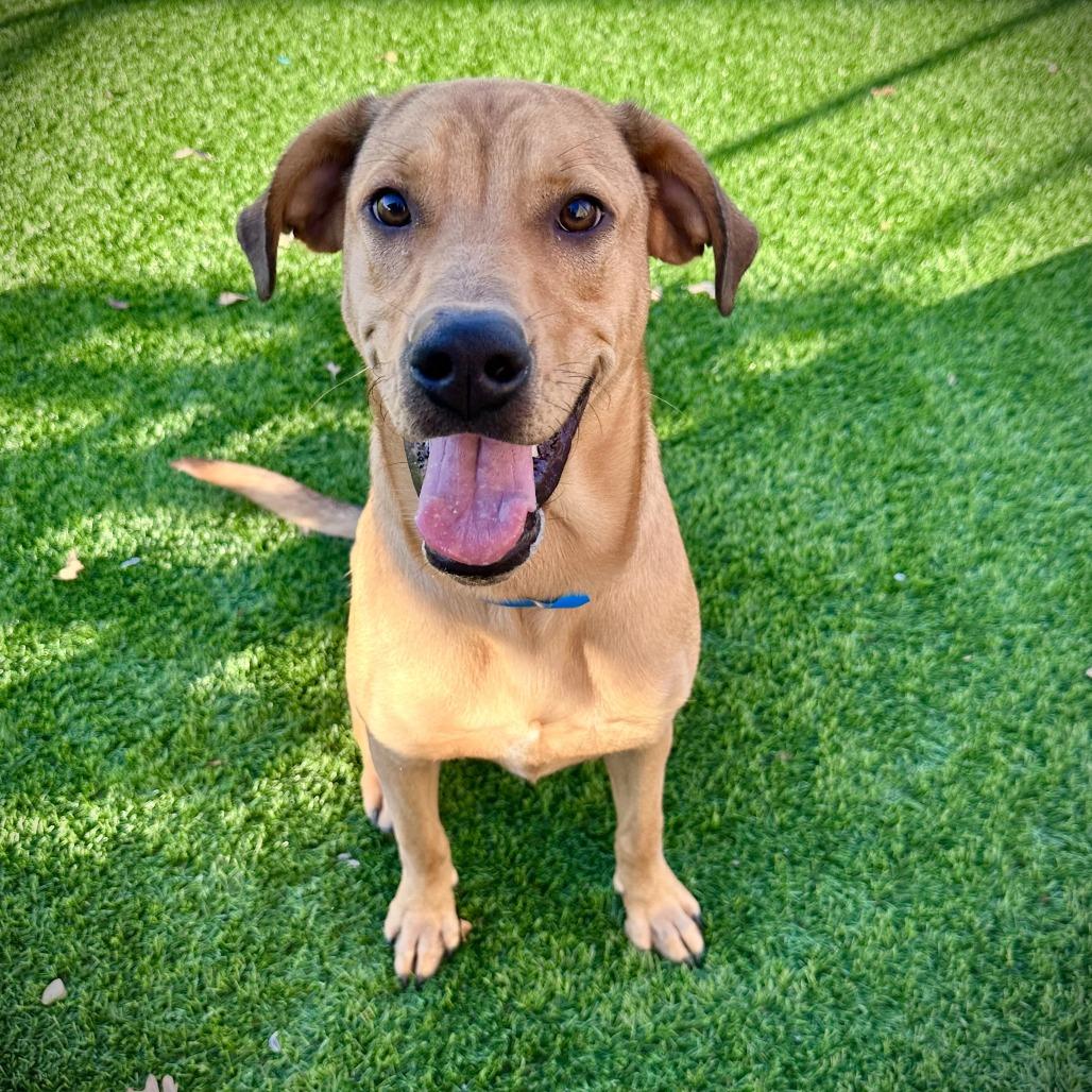 Enlarge Kramer, a Adoptable Mixed Breed in Ardmore, OK image 2/2