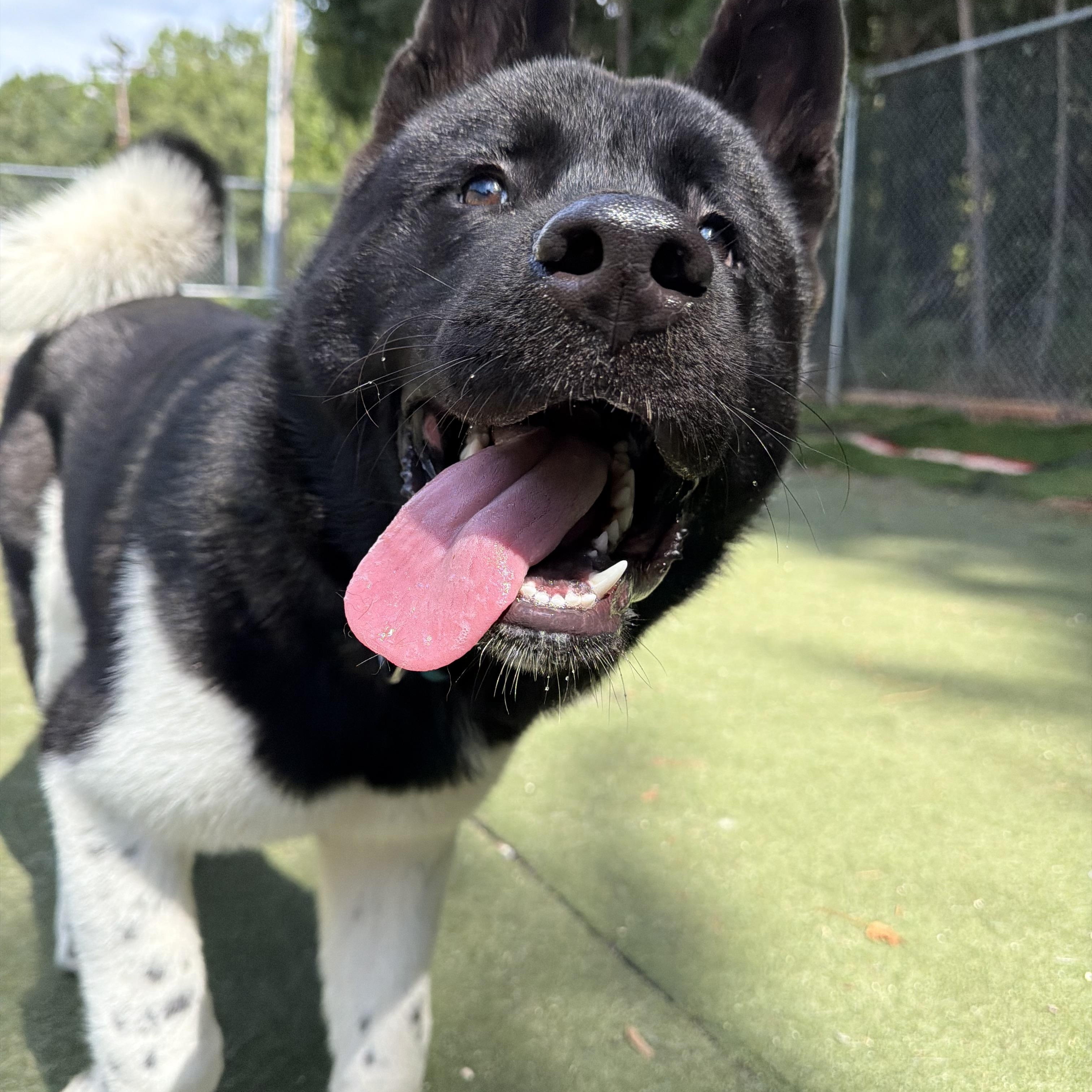Enlarge Luciano, a Adoptable Akita in Charlotte, NC image 5/6
