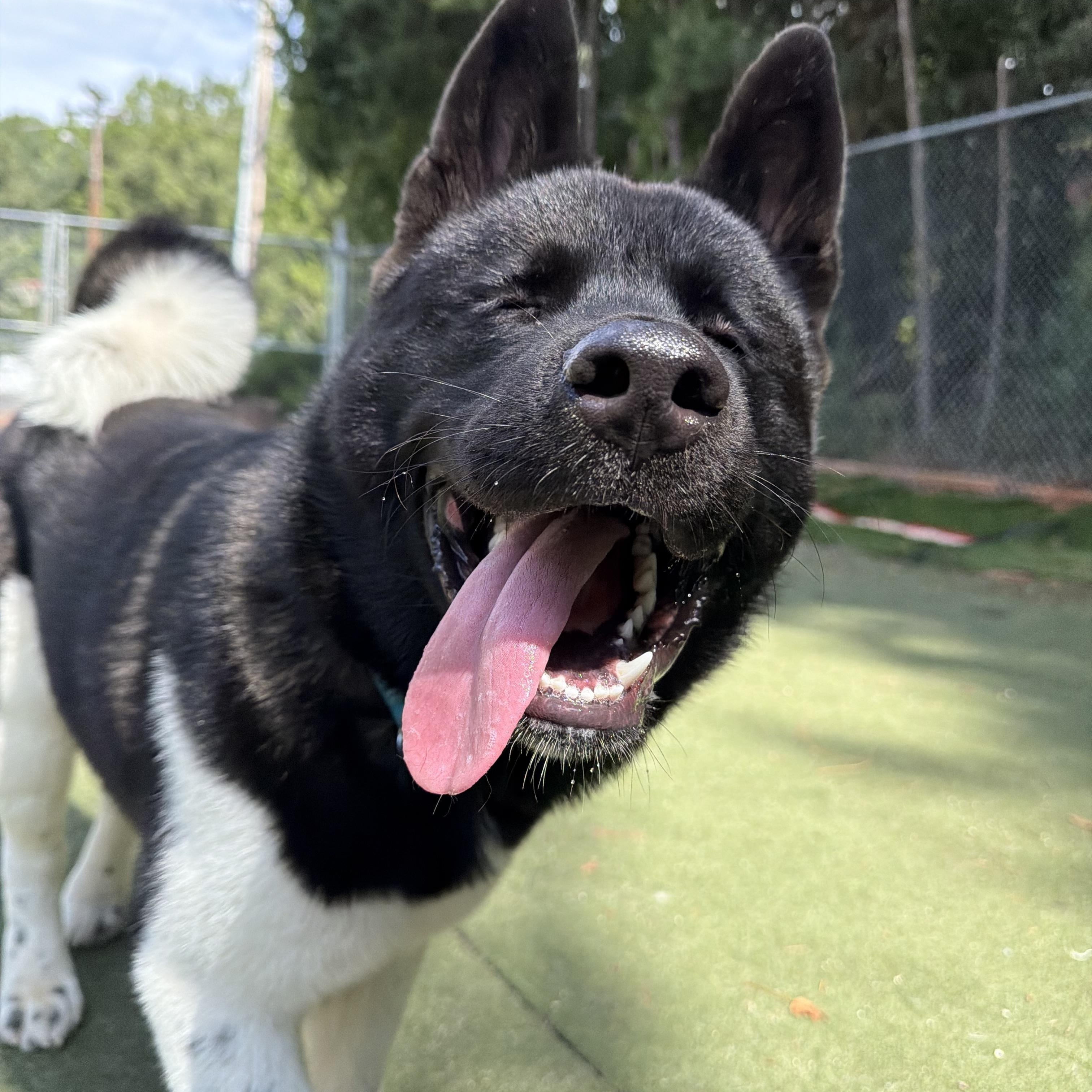 Enlarge Luciano, a Adoptable Akita in Charlotte, NC image 4/6