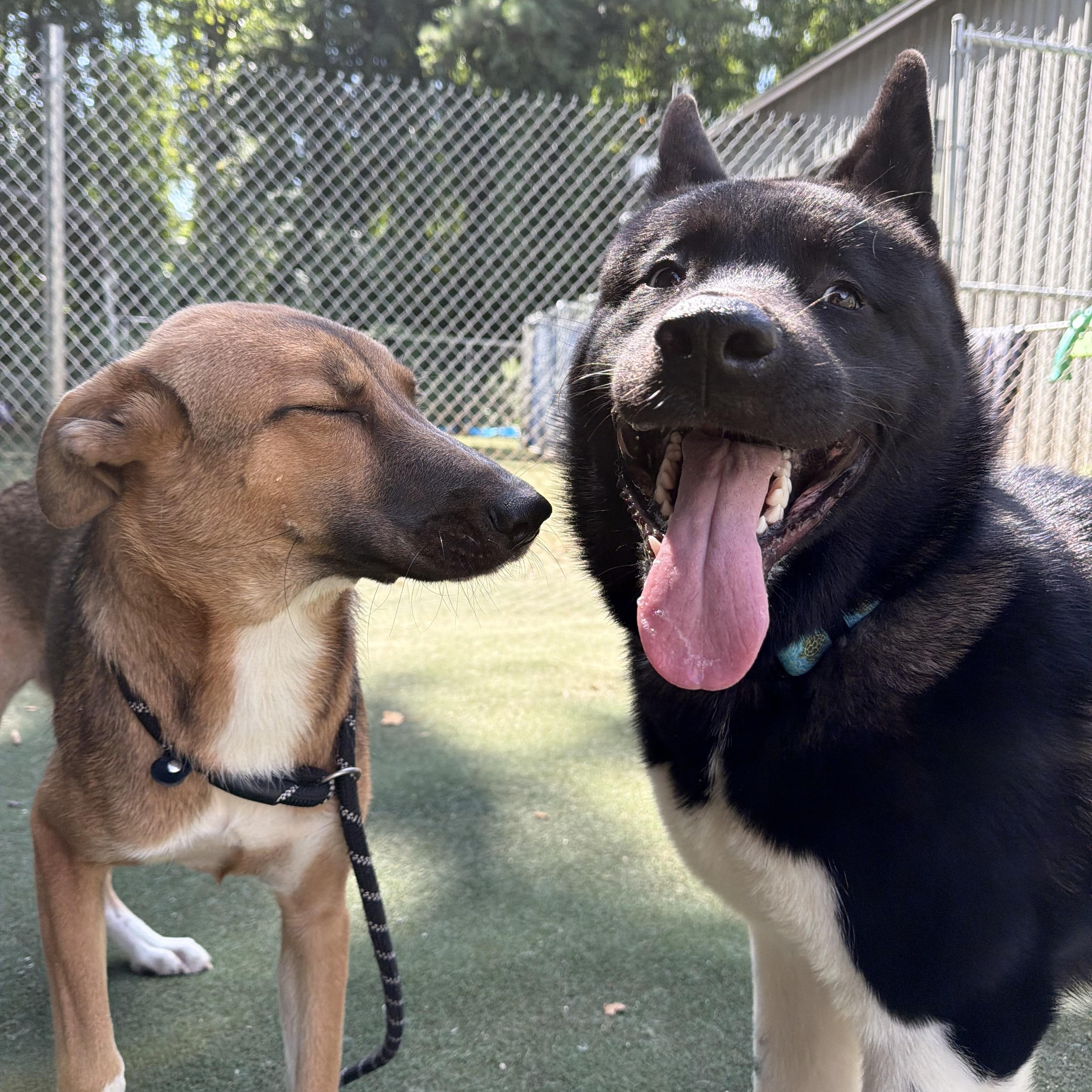 Enlarge Luciano, a Adoptable Akita in Charlotte, NC image 2/6