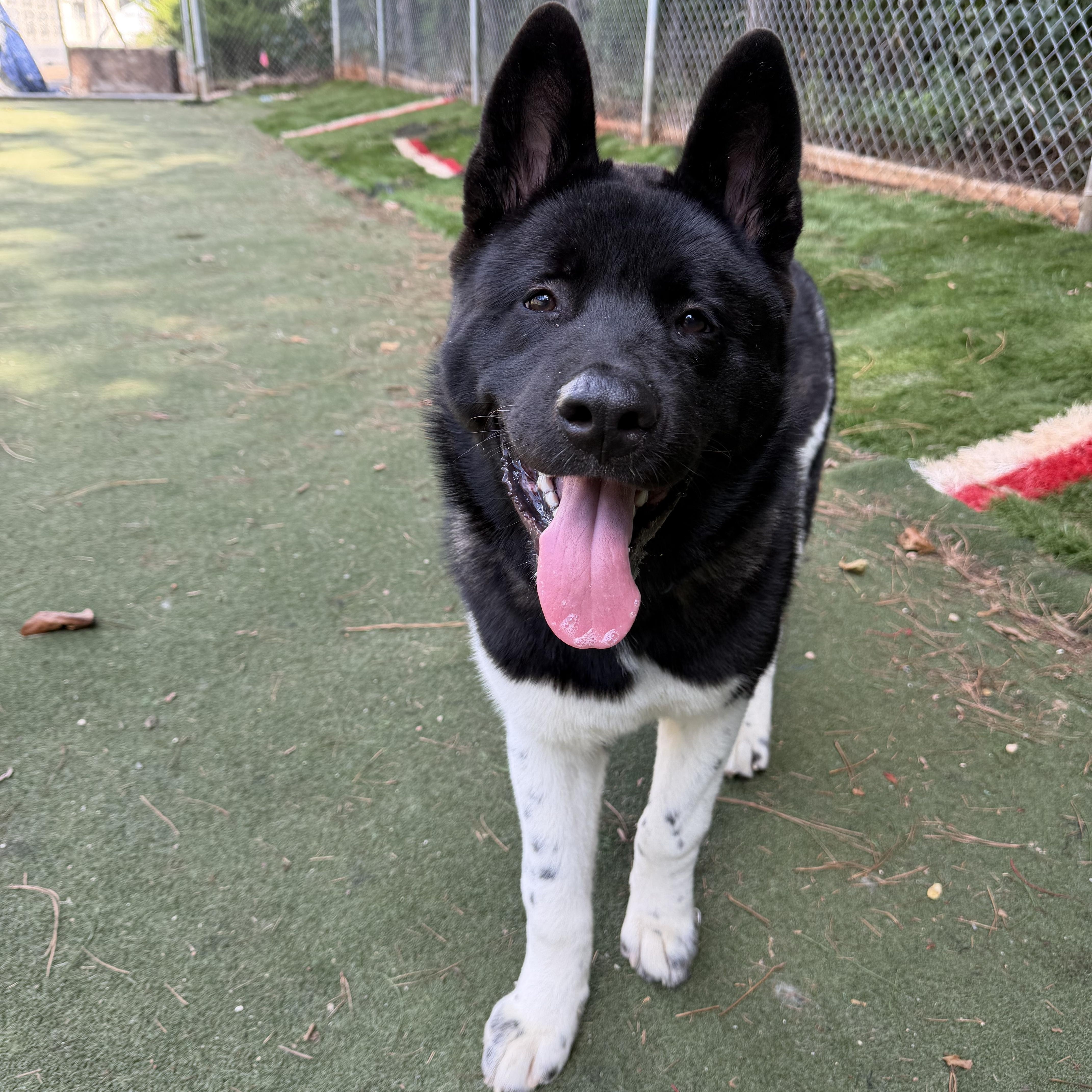 Luciano, Adoptable, Puppy Male Akita.