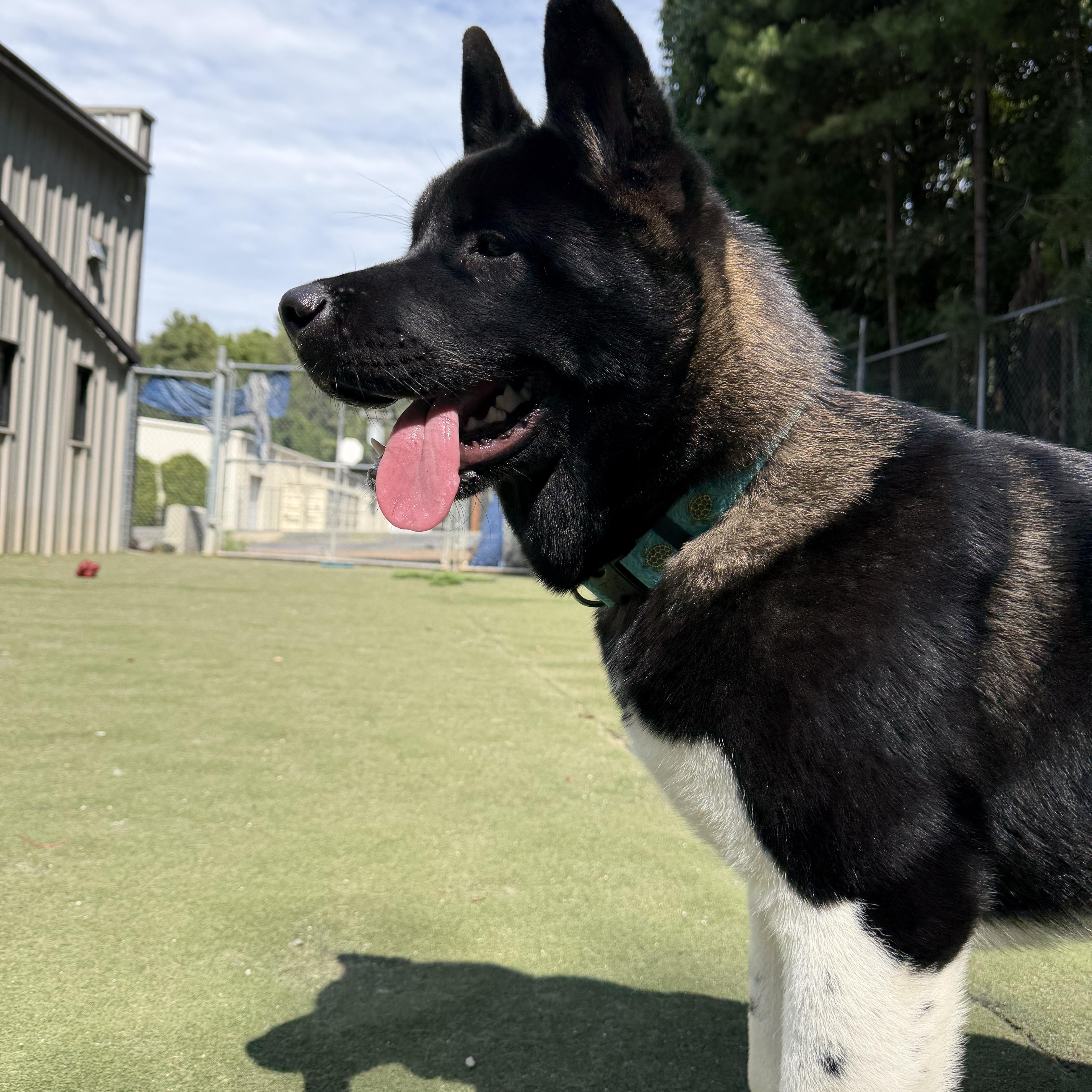 Enlarge Luciano, a Adoptable Akita in Charlotte, NC image 3/6