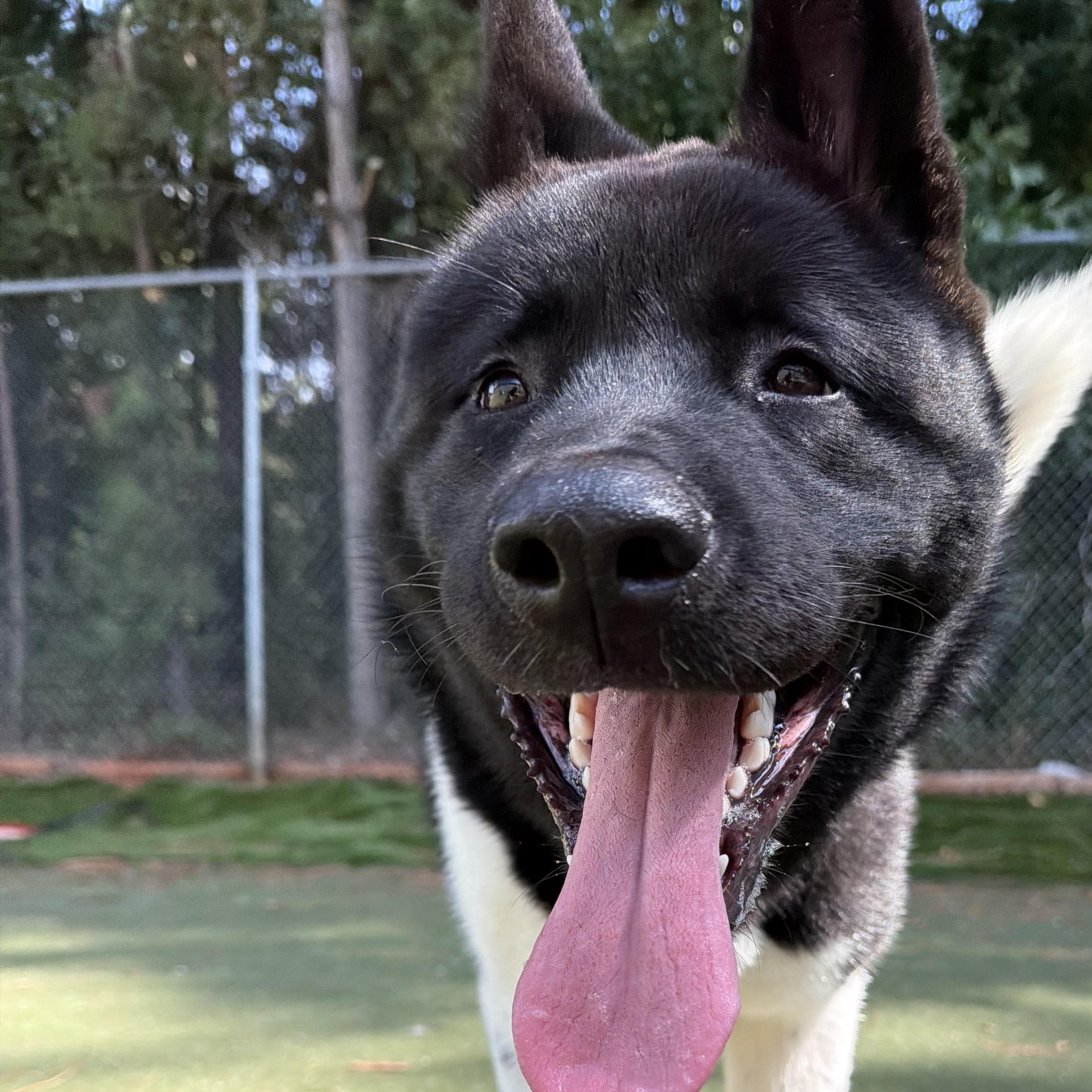 Enlarge Luciano, a Adoptable Akita in Charlotte, NC image 6/6