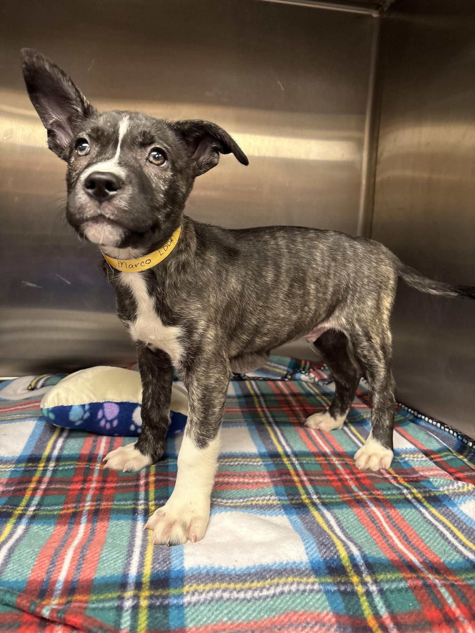 Marko, Adoptable, Puppy Male Husky & Pit Bull Terrier.