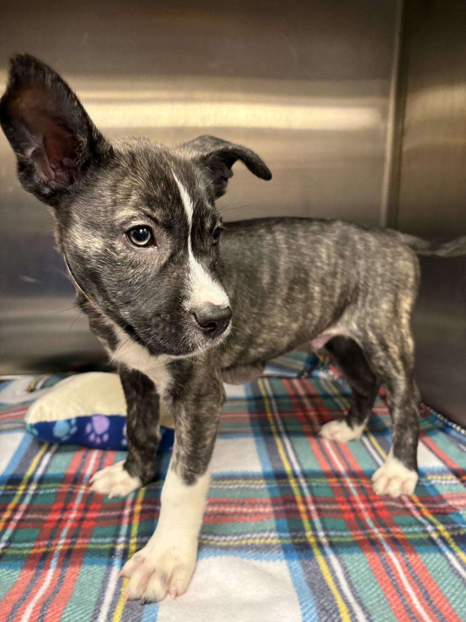 Enlarge Marko, a Adoptable mixed breed in Livonia, MI image 2/3