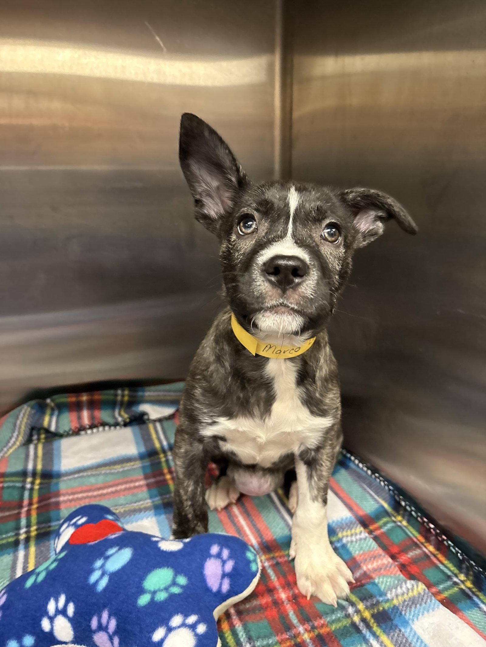 Enlarge Marko, a Adoptable mixed breed in Livonia, MI image 3/3