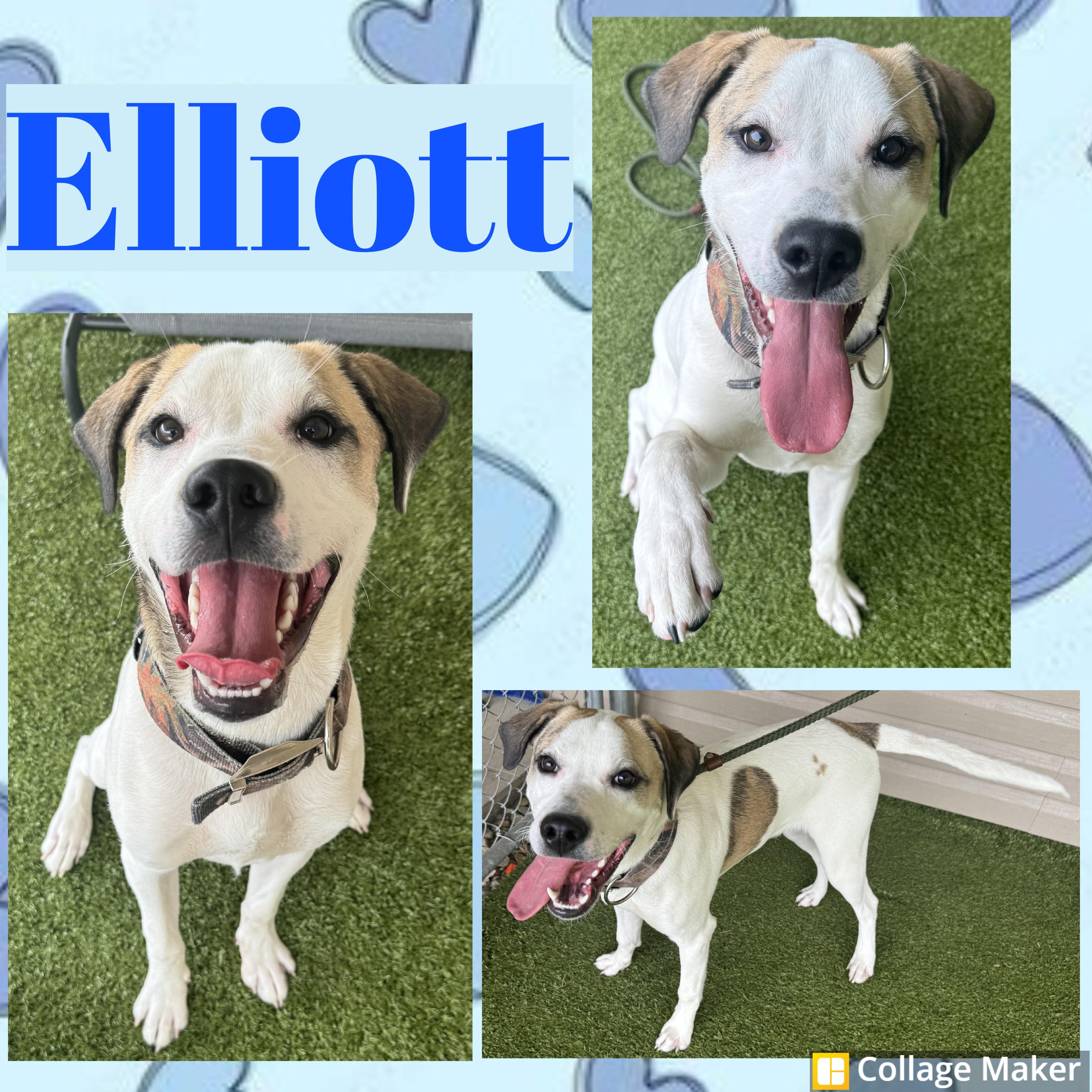 Enlarge Elliott, a ADOPTABLE mixed breed in Clearfield, PA image 1/1