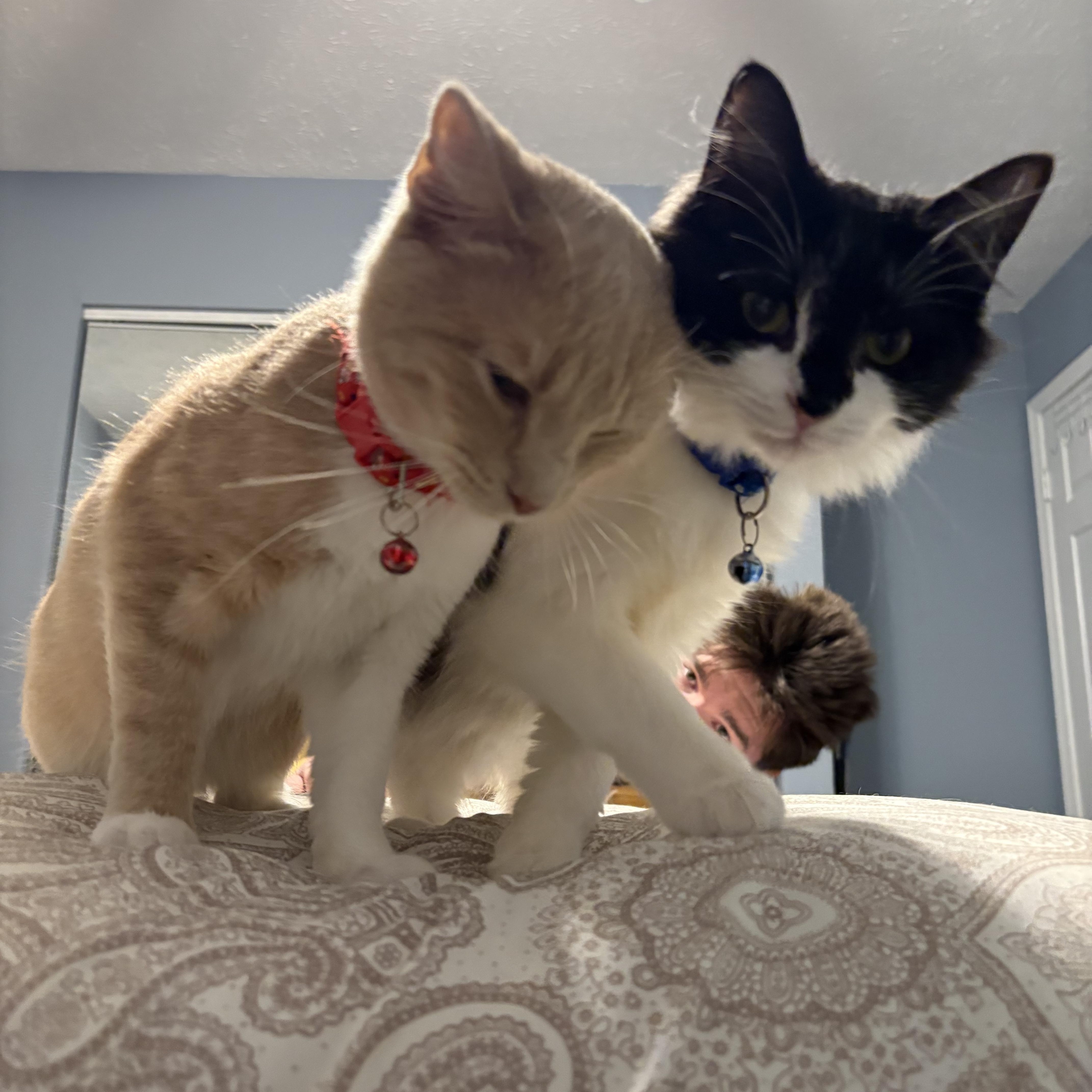 Enlarge Biscuit , a ADOPTABLE mixed breed in Chesapeake Beach, MD image 6/6