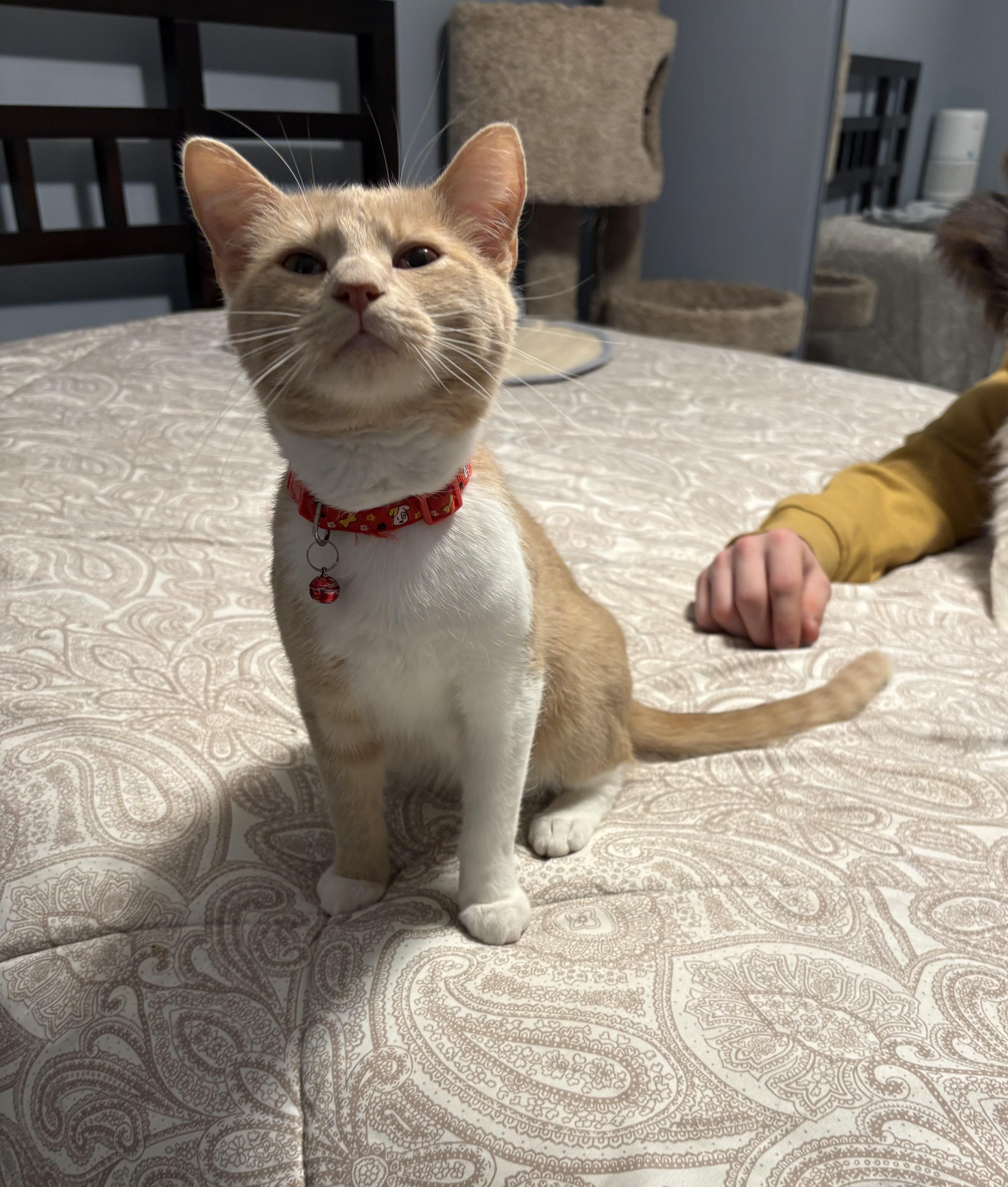 Biscuit , ADOPTABLE, Young Male Domestic Short Hair.