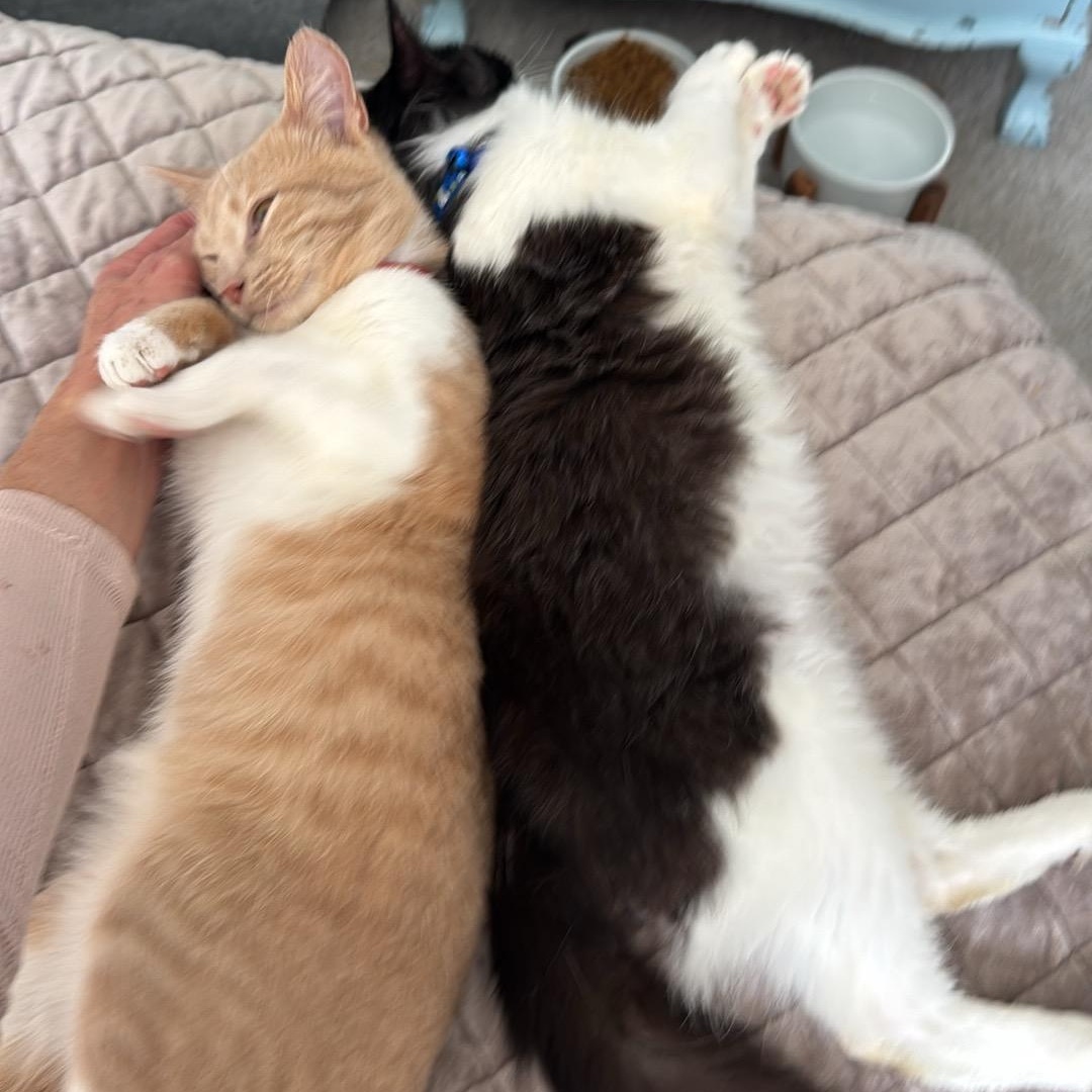 Enlarge Biscuit , a ADOPTABLE mixed breed in Chesapeake Beach, MD image 4/6