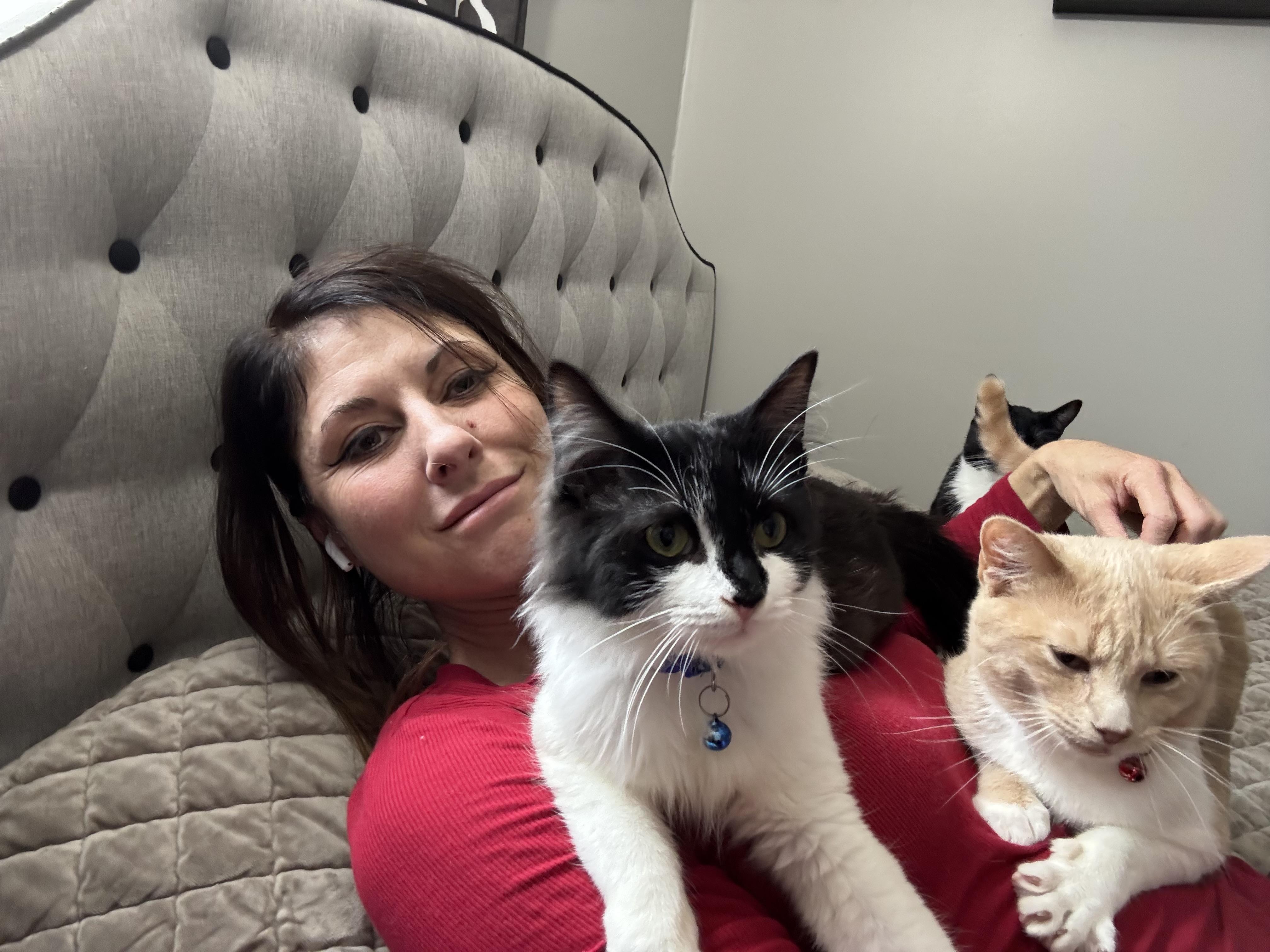 Enlarge Biscuit , a ADOPTABLE mixed breed in Chesapeake Beach, MD image 3/6