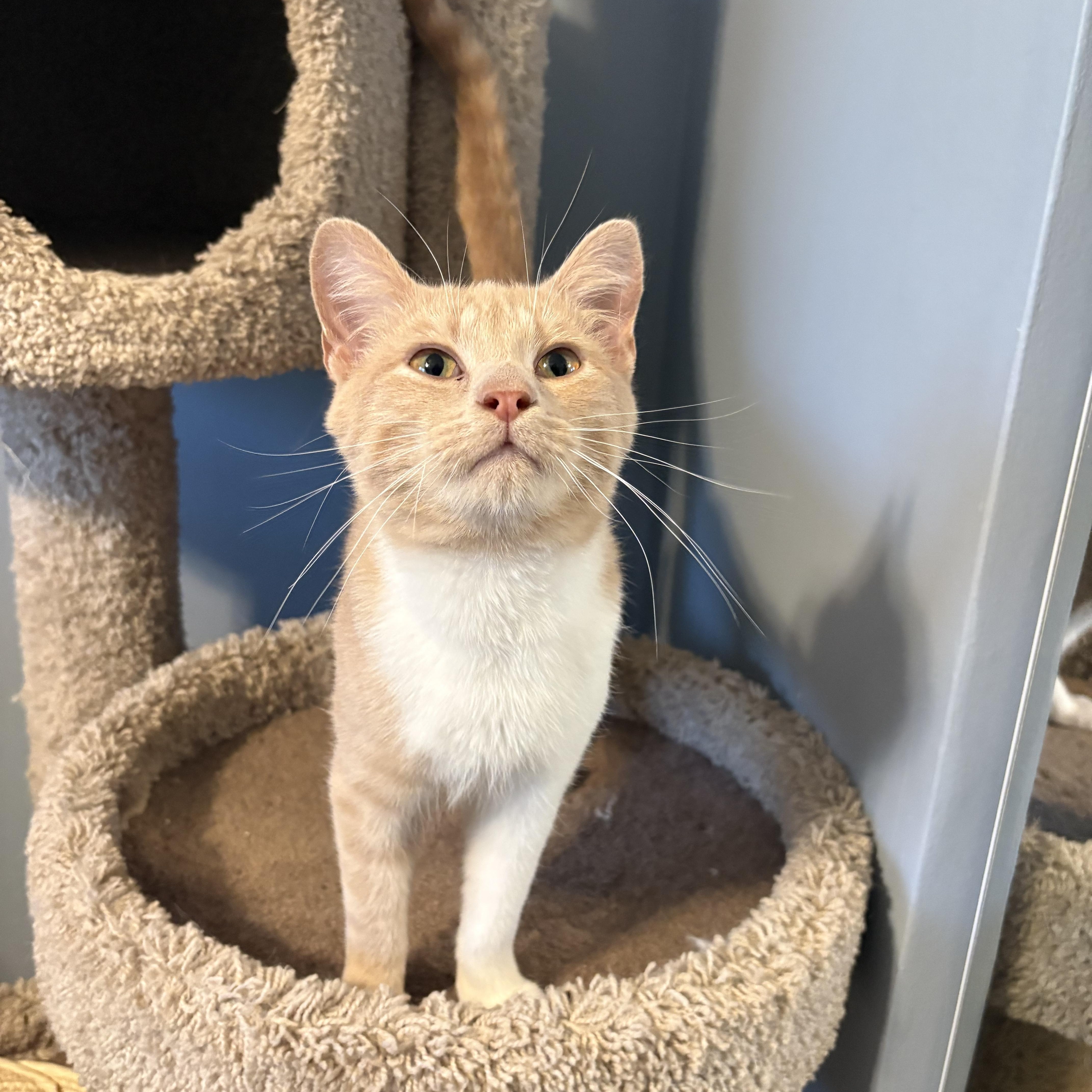 Biscuit , ADOPTABLE, Young Male Domestic Short Hair.
