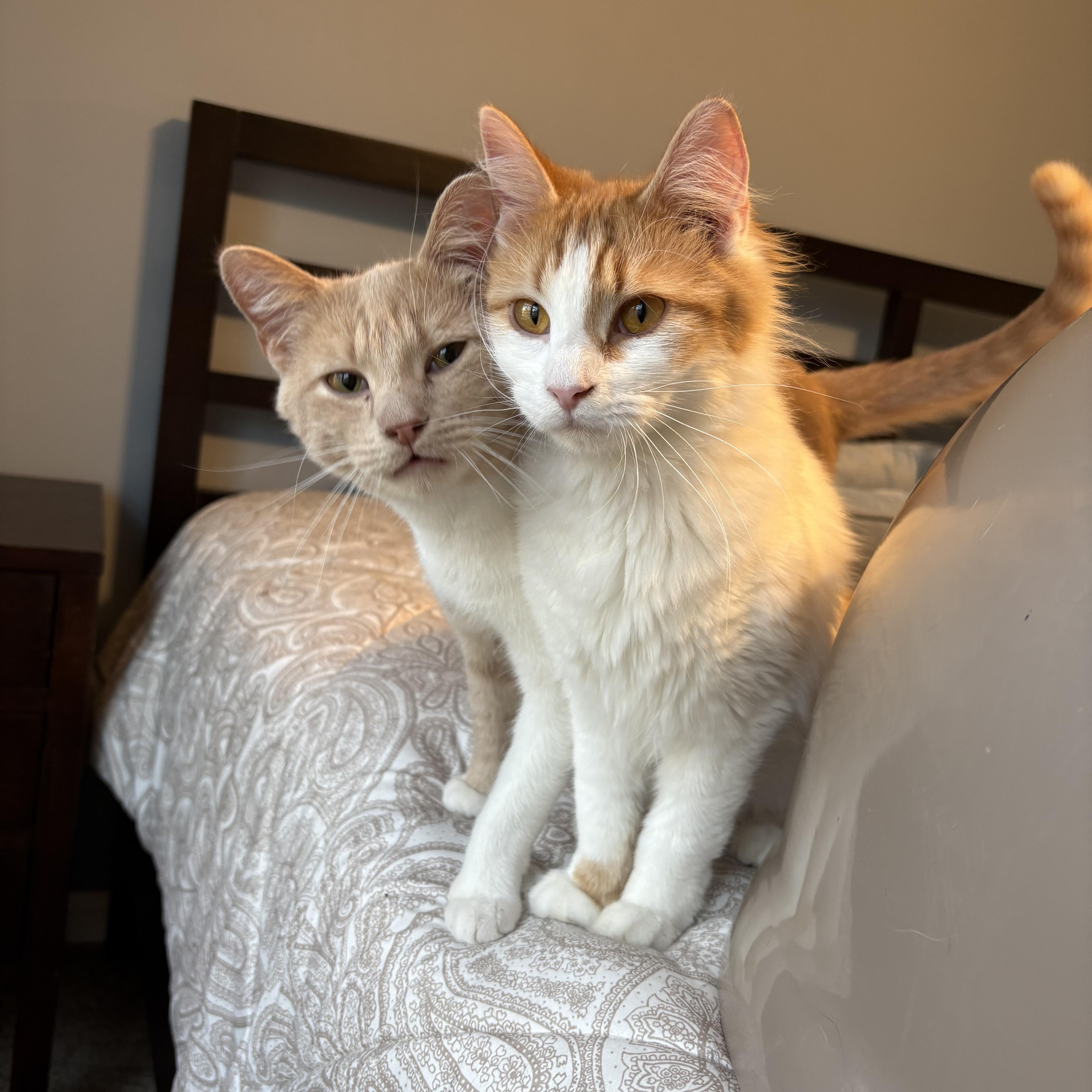 Enlarge Biscuit , a ADOPTABLE mixed breed in Chesapeake Beach, MD image 2/6