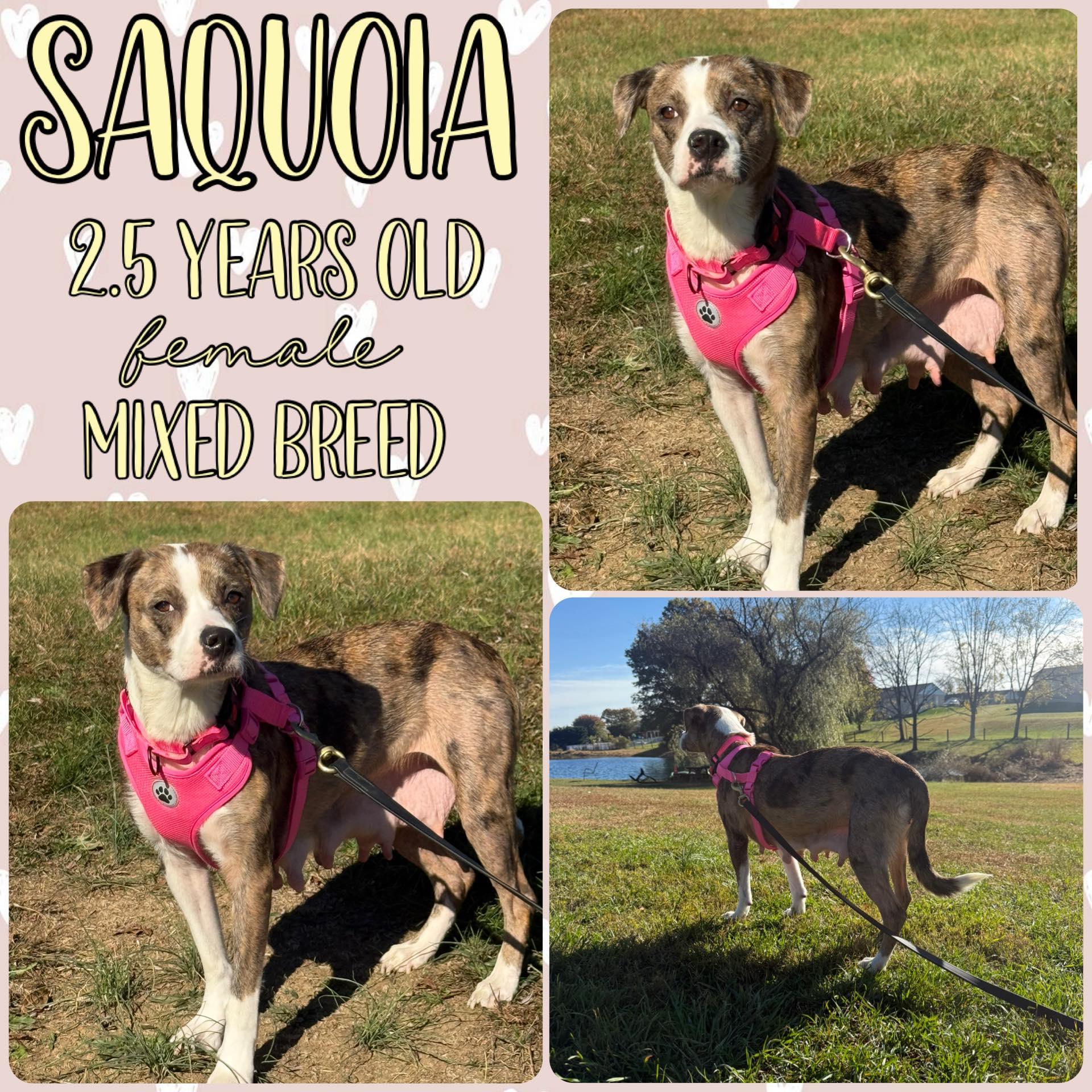 Enlarge Saquoia, a Adopted mixed breed in Grantville, PA image 1/1