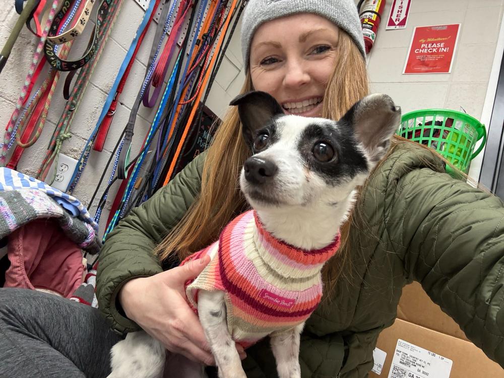 Enlarge Glinda, a Adoptable Terrier in Marietta, GA image 2/6