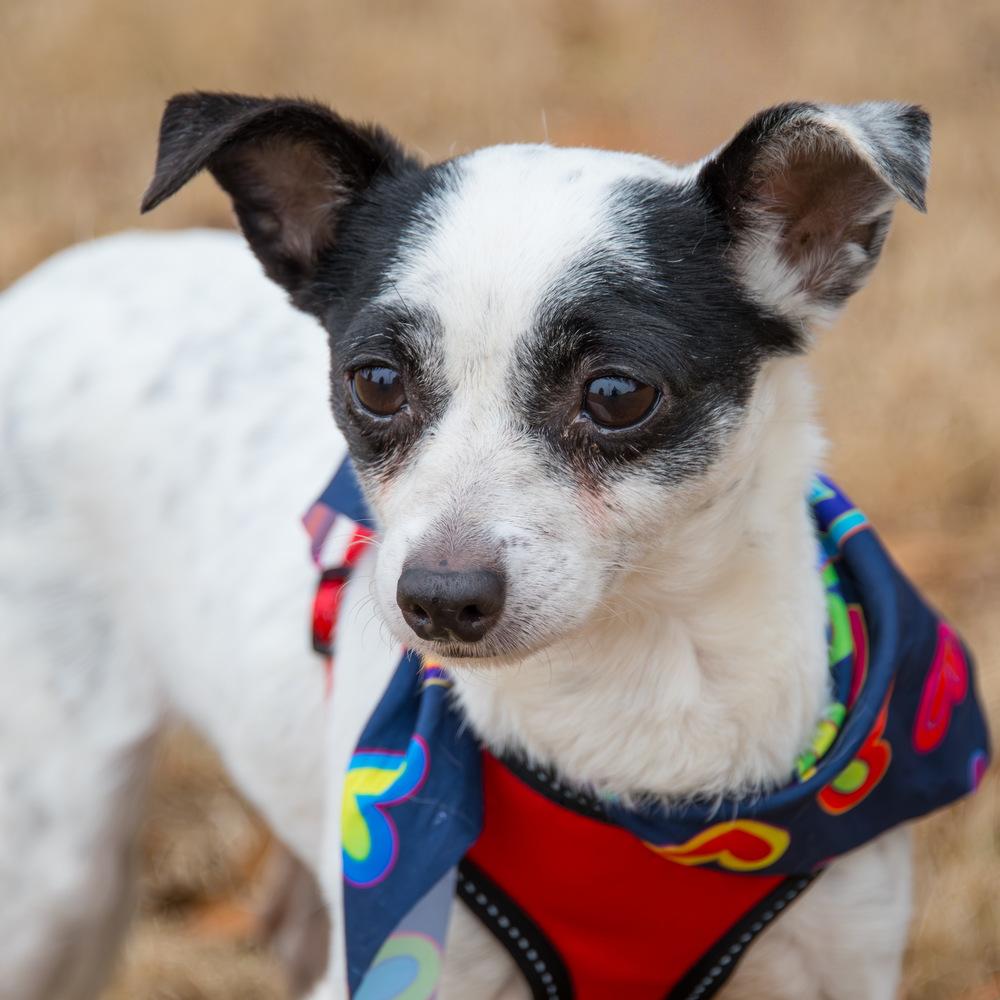 Glinda, Adoptable, Adult Female Terrier.