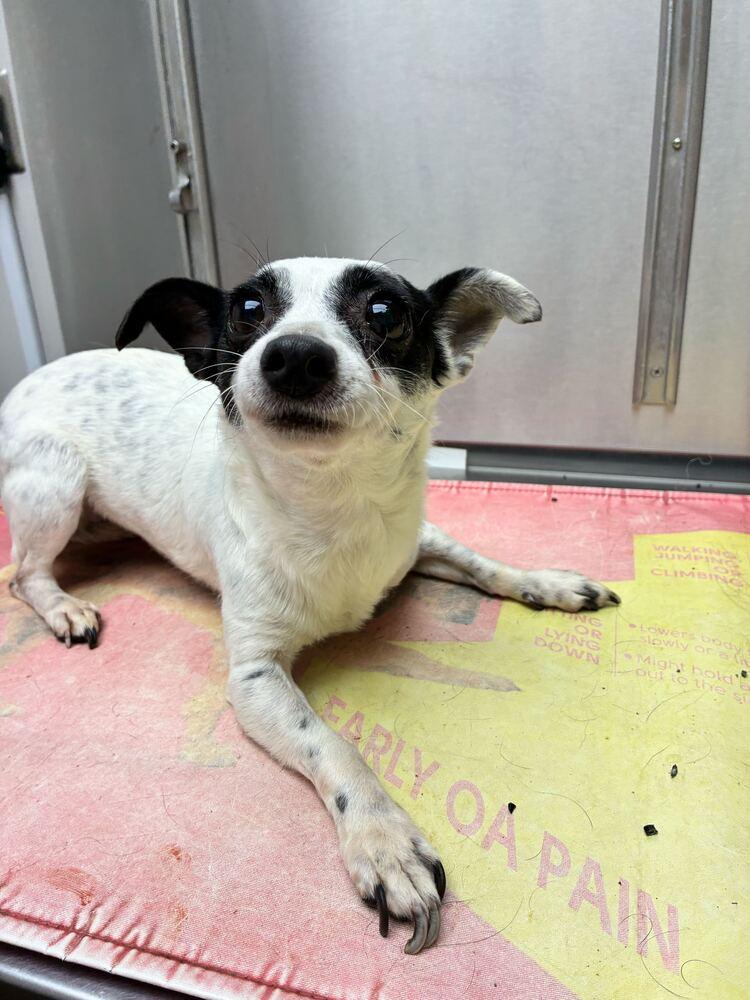 Glinda, a Adoptable Terrier in Marietta, GA image 4/6