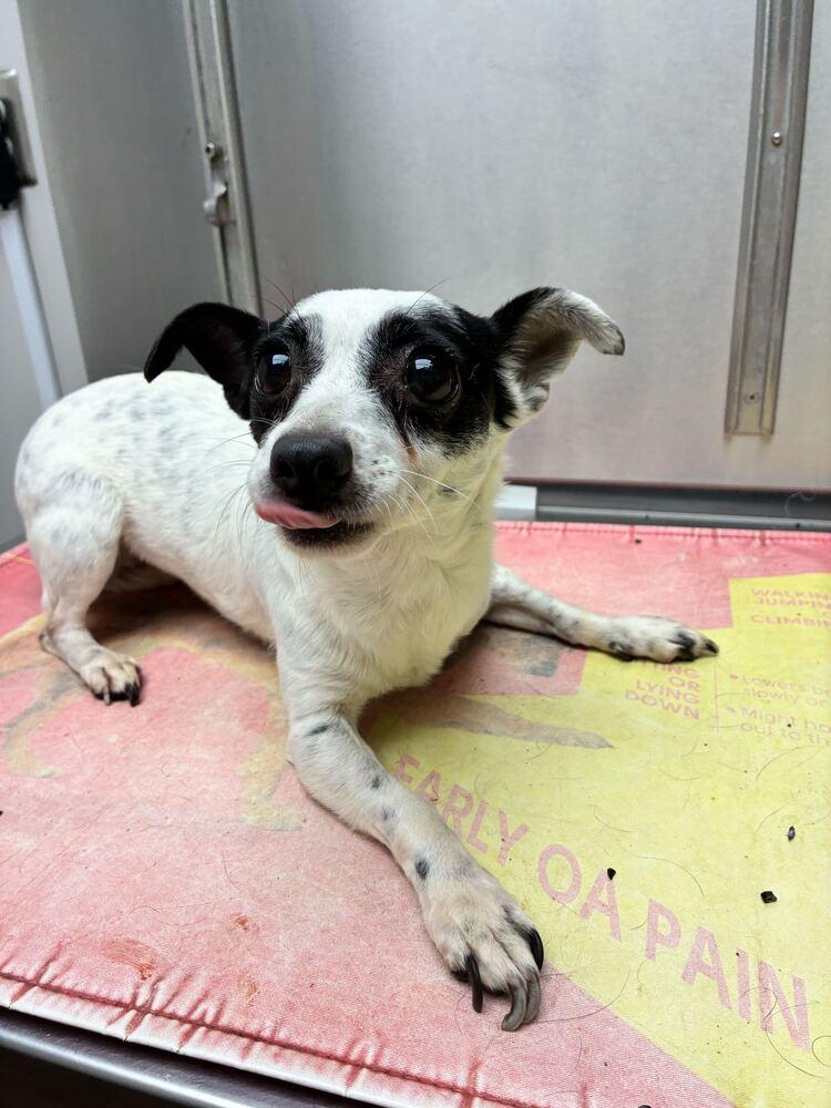Glinda, a Adoptable Terrier in Marietta, GA image 5/6