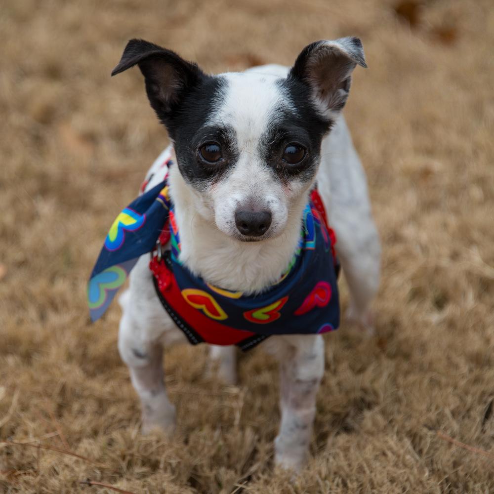 Glinda, a Adoptable Terrier in Marietta, GA image 6/6