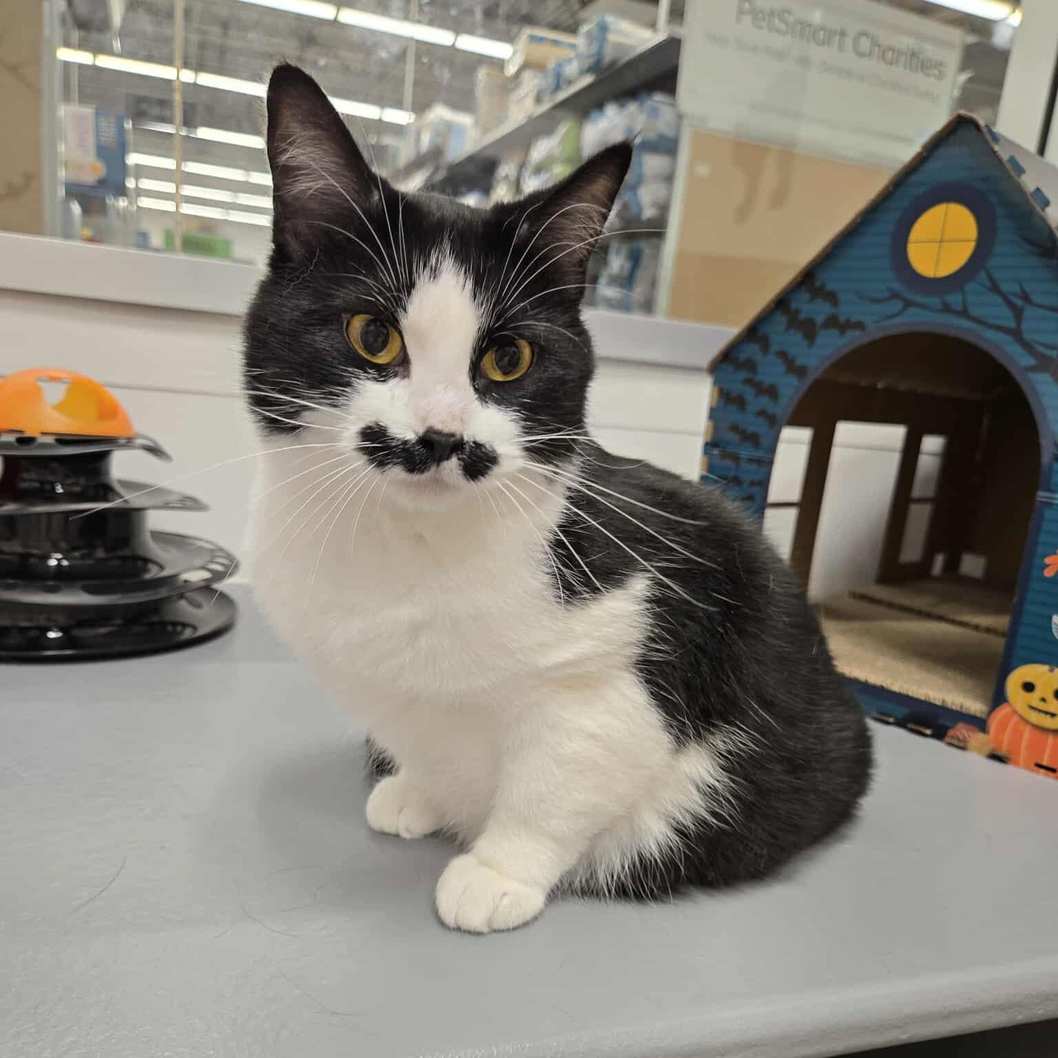 Enlarge Mrs. Mustachio, a Adoptable Domestic Short Hair in Sedalia, MO image 1/5