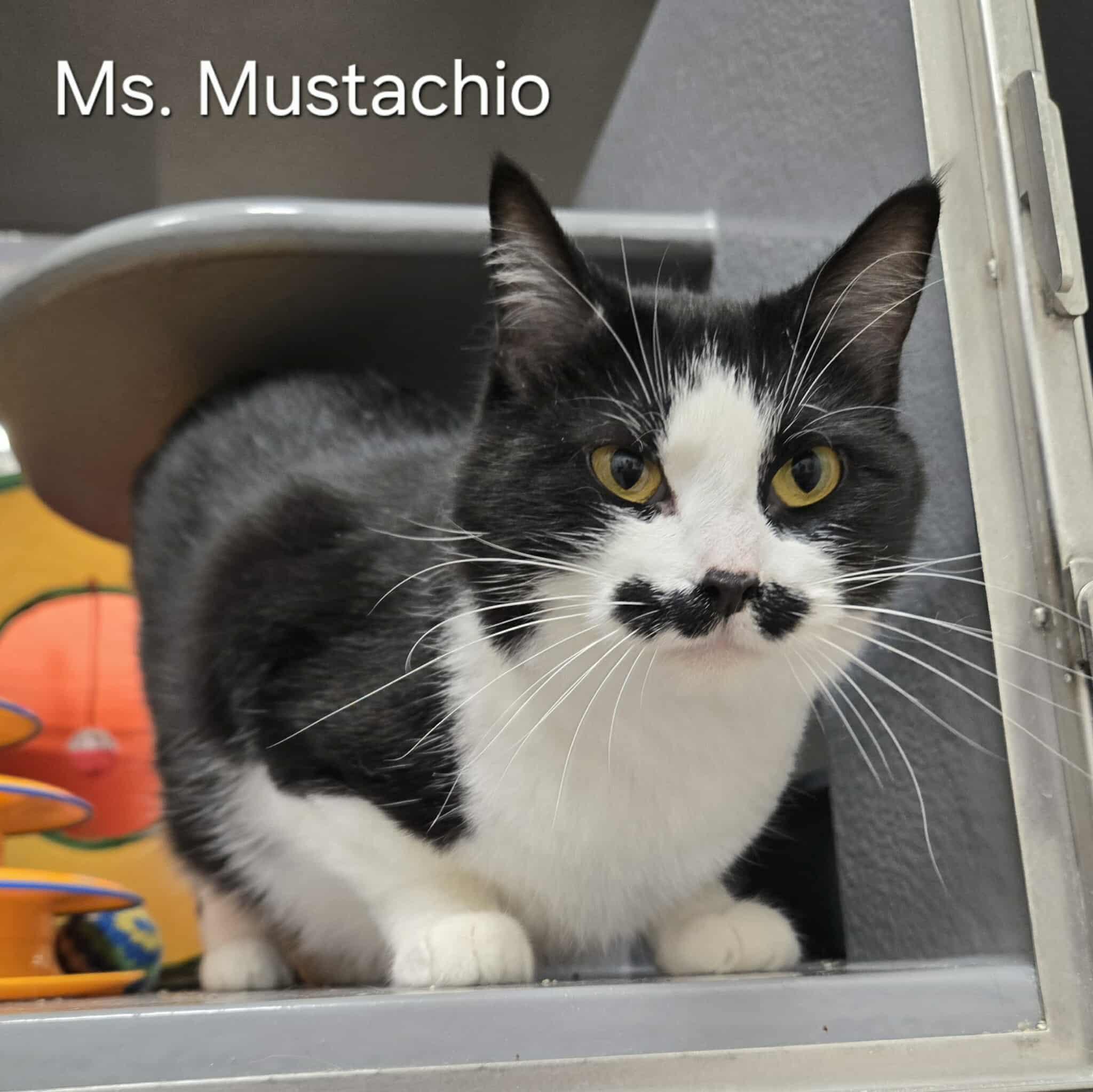 Enlarge Mrs. Mustachio, a Adoptable Domestic Short Hair in Sedalia, MO image 2/5