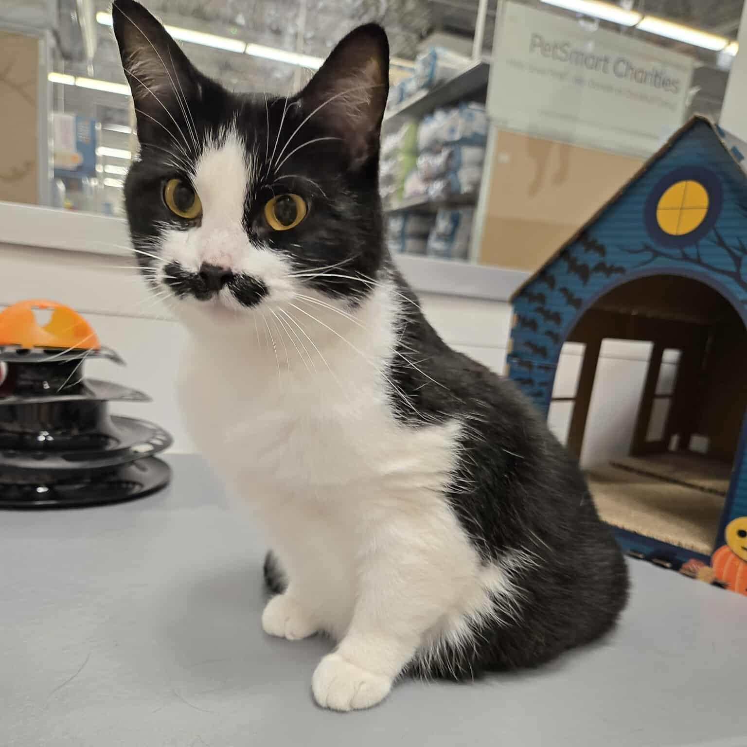 Enlarge Mrs. Mustachio, a Adoptable Domestic Short Hair in Sedalia, MO image 4/5