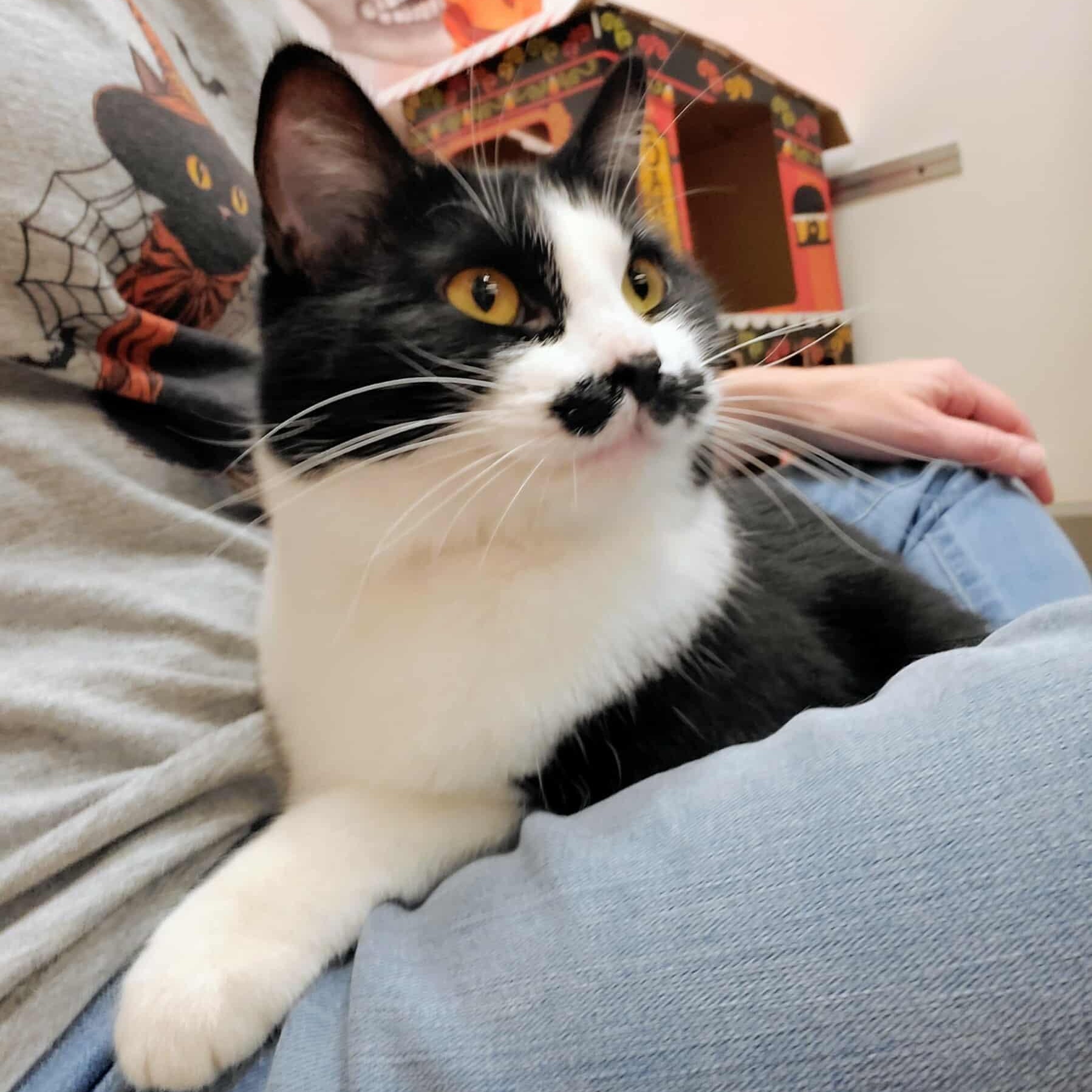 Enlarge Mrs. Mustachio, a Adoptable Domestic Short Hair in Sedalia, MO image 5/5